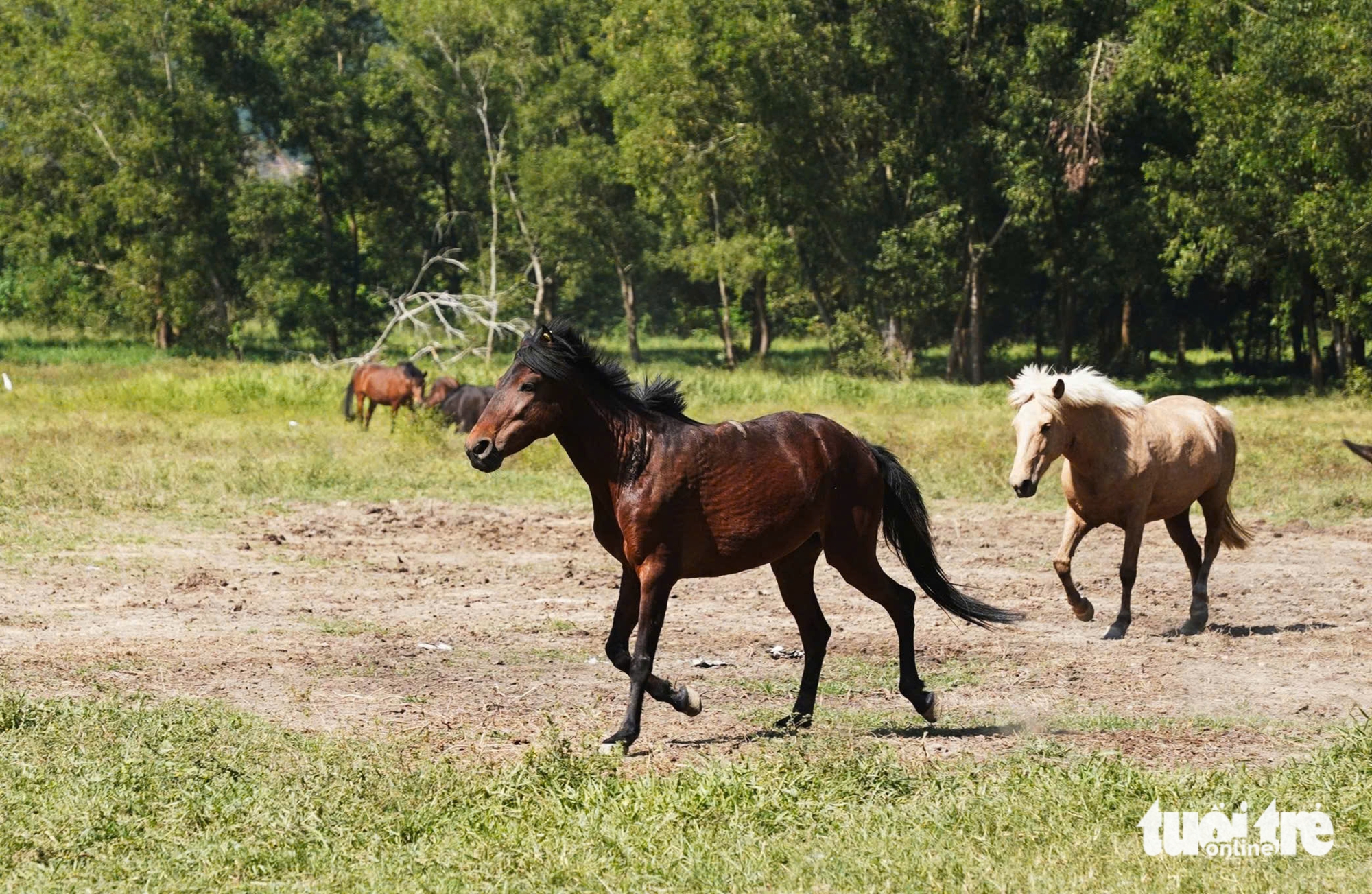 con ngựa - Ảnh 5.
