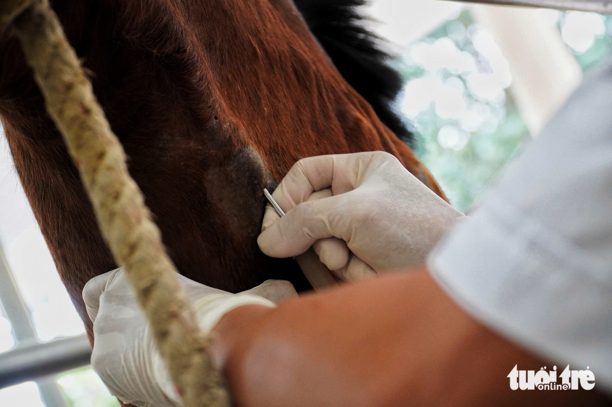 con ngựa - Ảnh 6.