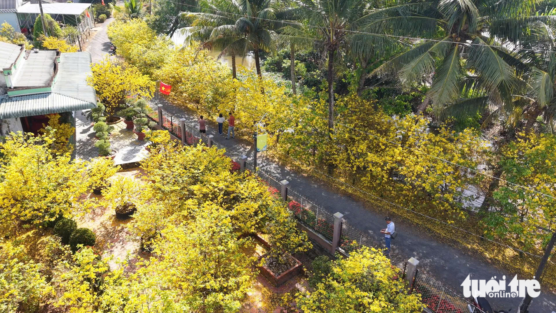 Về Đồng Tháp ngày Tết ngắm đường mai và hàng bông trang bừng nở rực rỡ - Ảnh 1.