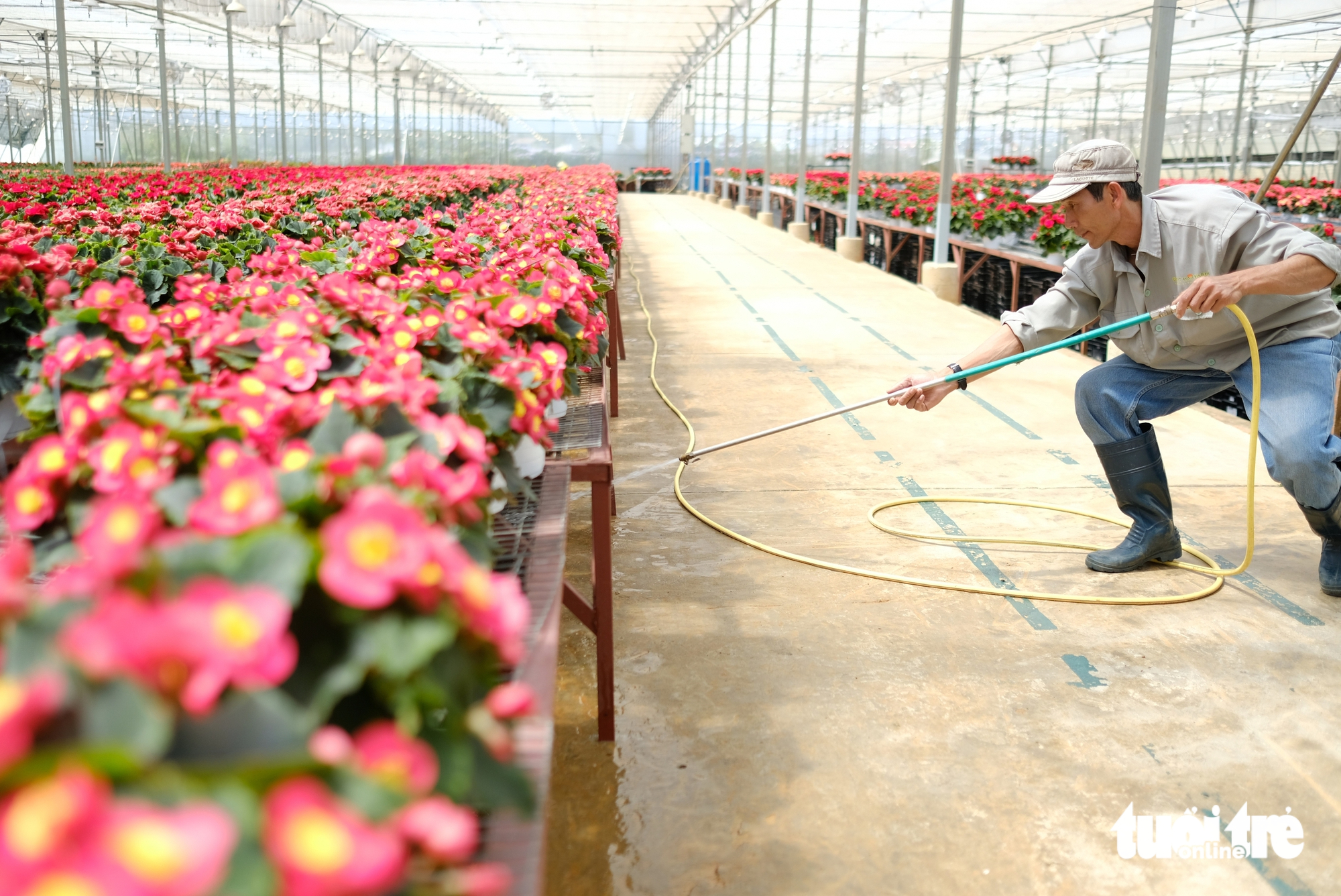 Hoa Đà Lạt: từ 35 lưu dân Hà thành đến vựa hoa châu Á - Ảnh 1.