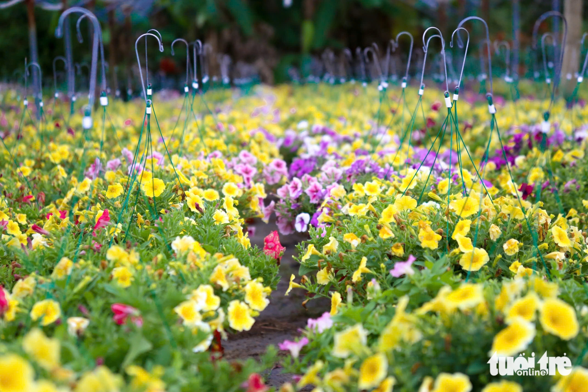 Xuân về trên các vựa hoa Tết Đà Nẵng: Dự kiến giá hoa không tăng - Ảnh 2.