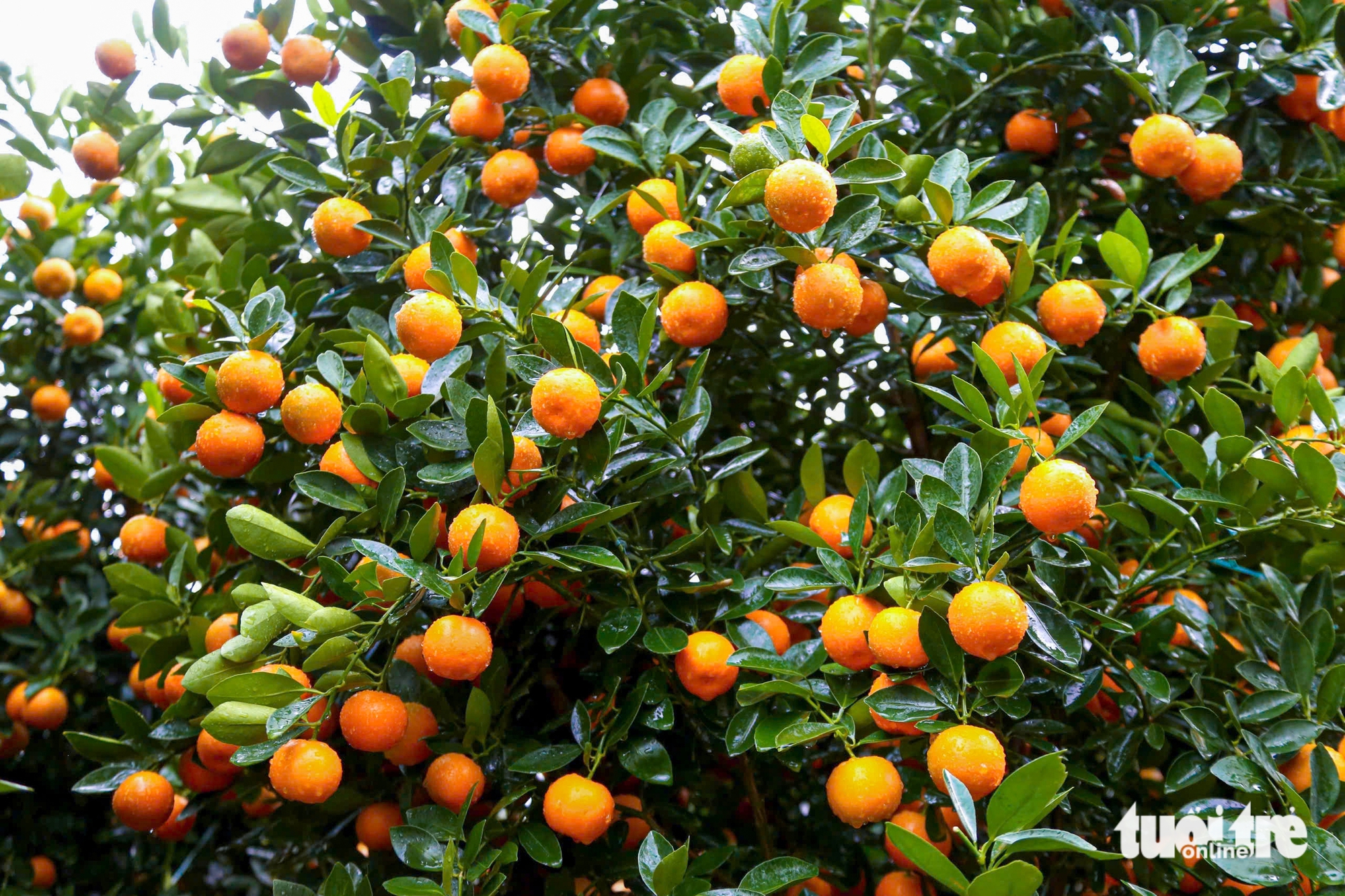 Đà Nẵng - Ảnh 5.