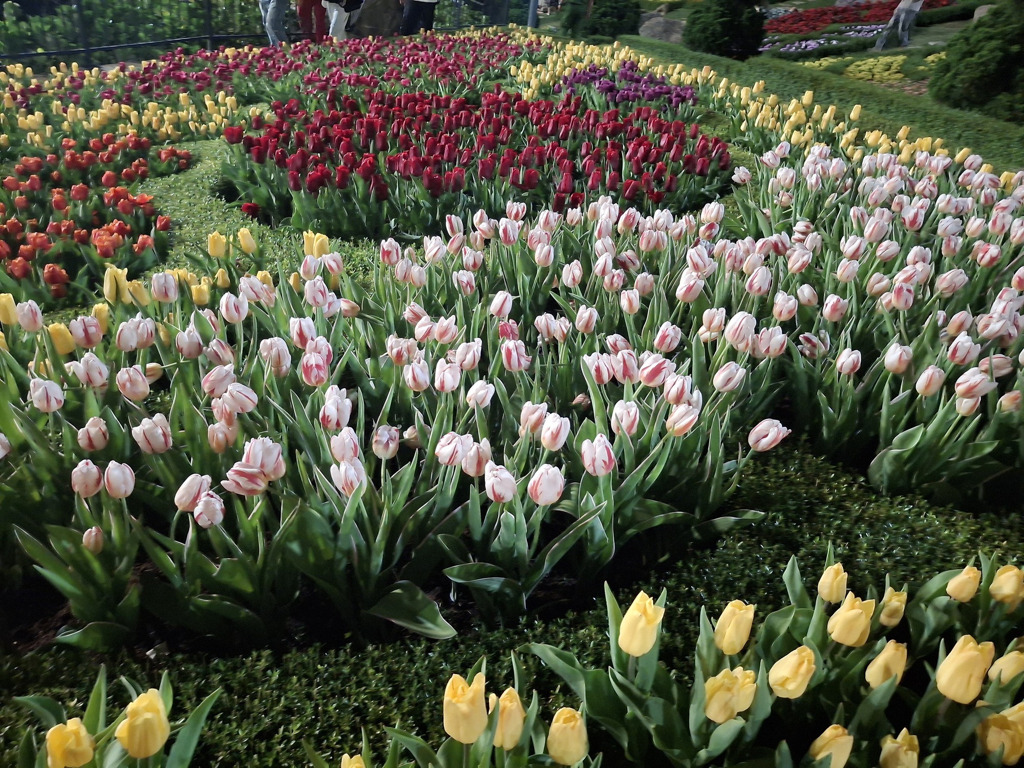 Lên núi Bà Đen, 'nóc nhà' Nam Bộ, ngắm hoa tulip khoe sắc- Ảnh 1.