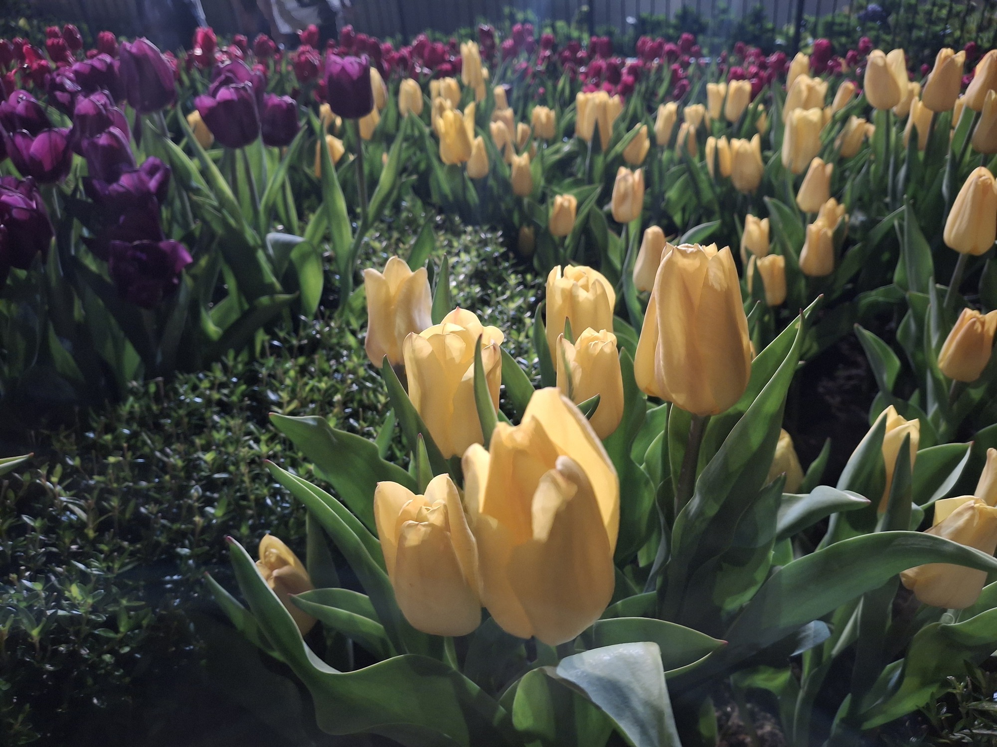 Lên núi Bà Đen, 'nóc nhà' Nam Bộ, ngắm hoa tulip khoe sắc- Ảnh 2.