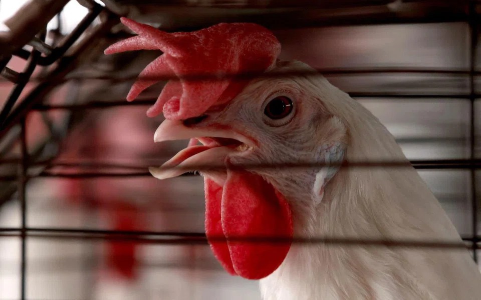 Australia vows to rein in any H5N1 bird flu after confirming first case- Ảnh 1.