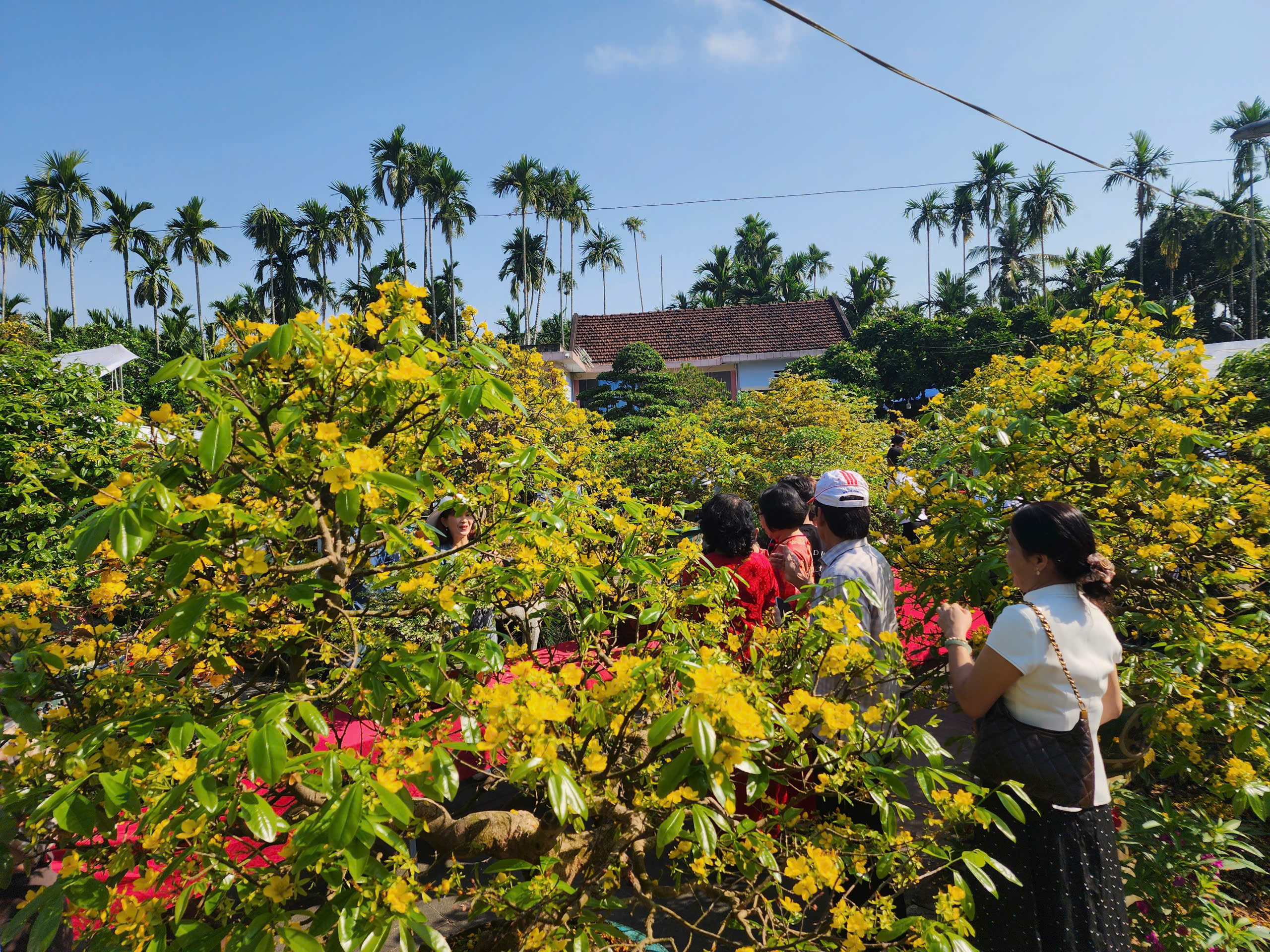 mai vàng - Ảnh 3.