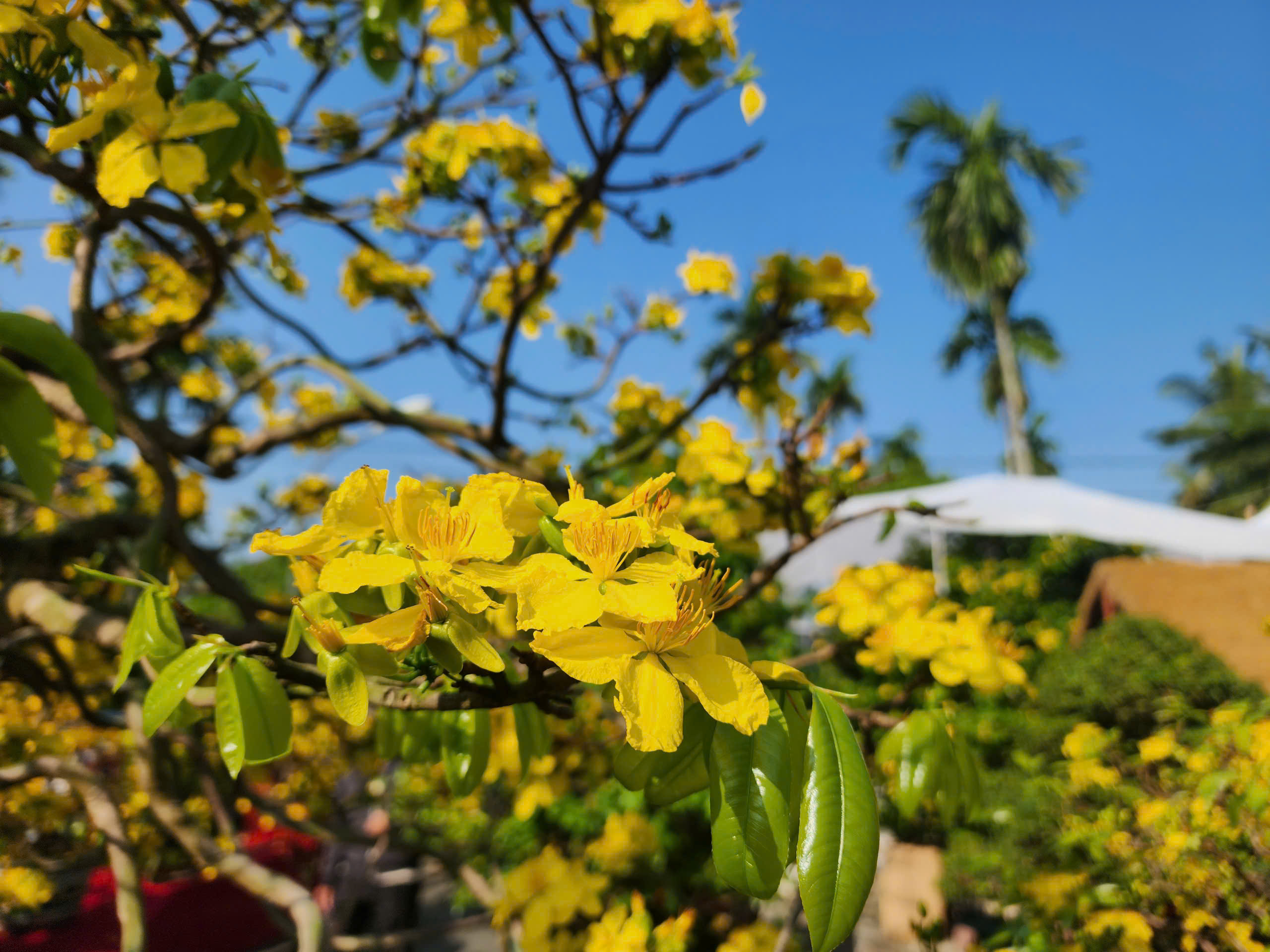 'Ngày Bonsai - Mai vàng Nghĩa Hành 2026' đón nghệ nhân, du khách thưởng lãm dịp đầu năm - Ảnh 10.