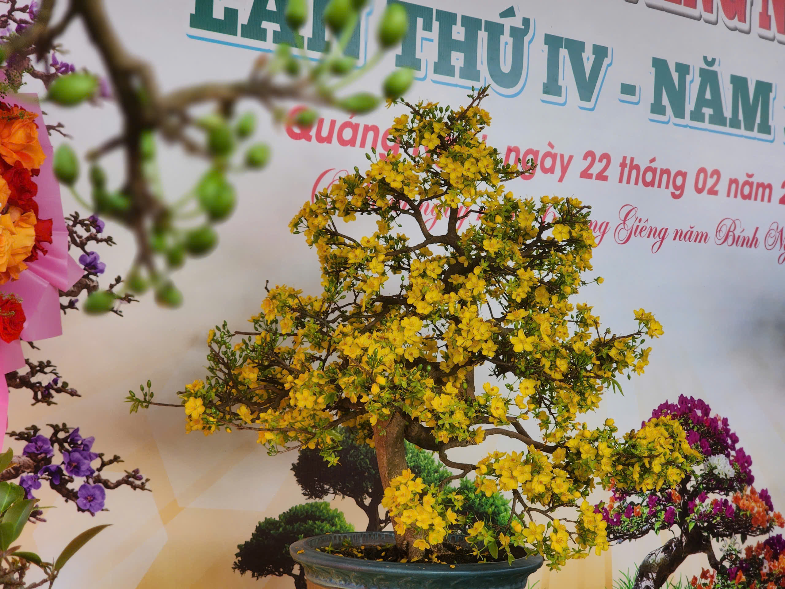 mai vàng - Ảnh 4.