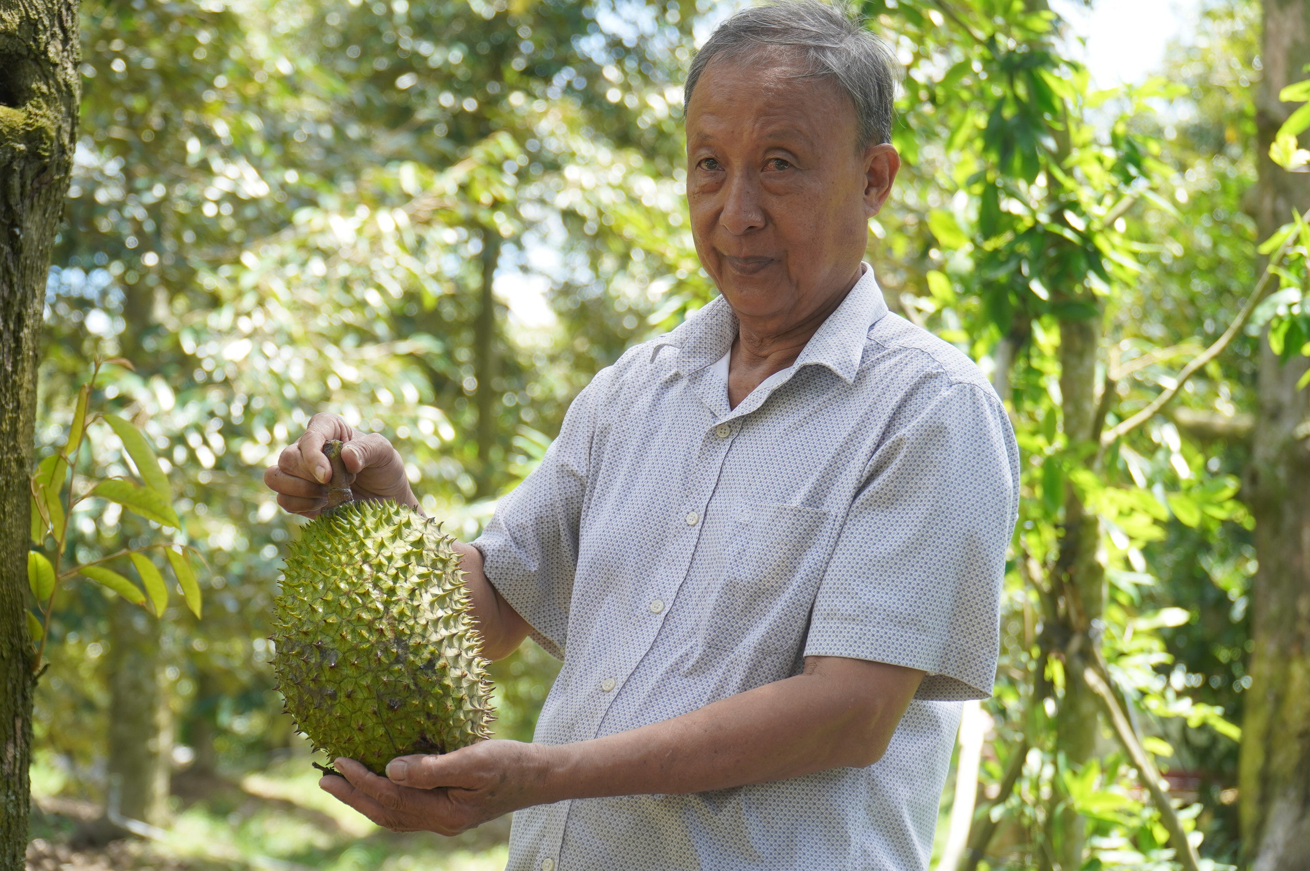 sầu riêng - Ảnh 1.