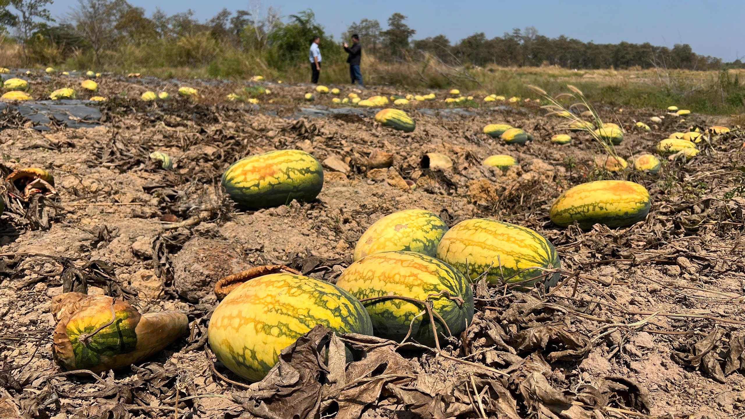 dưa hấu - Ảnh 1.