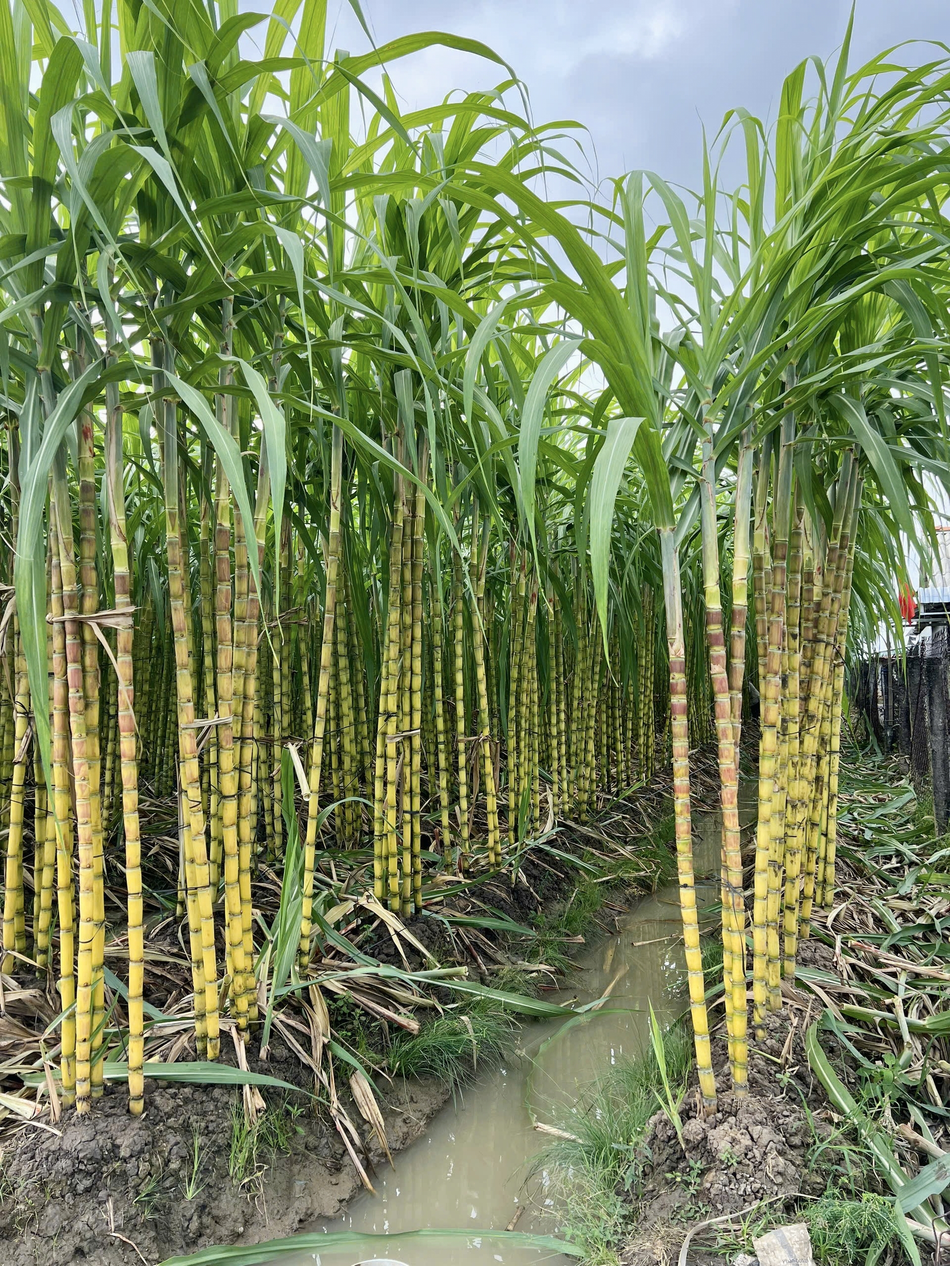 vía Ngọc Hoàng - Ảnh 9.