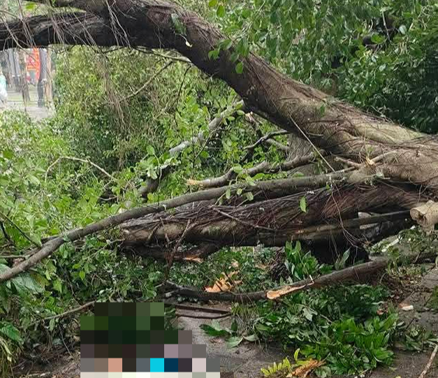 Falling tree injures 2 near Hanoi’s West Lake- Ảnh 1.