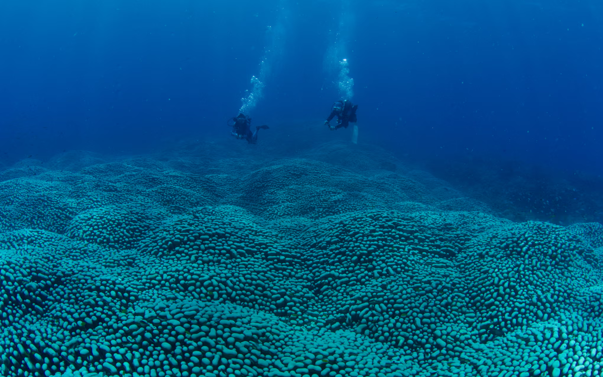 Phát Hiện Quần Thể San Hô Khổng Lồ Tại Great Barrier Reef, Úc