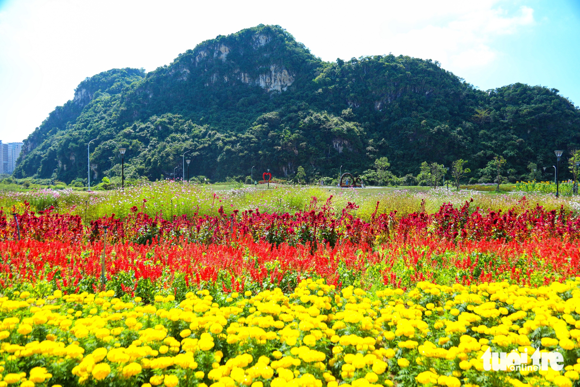 Vườn hướng dương dưới chân núi Ngũ Hành Sơn nở rộ, hút khách tham quan - Ảnh 3.