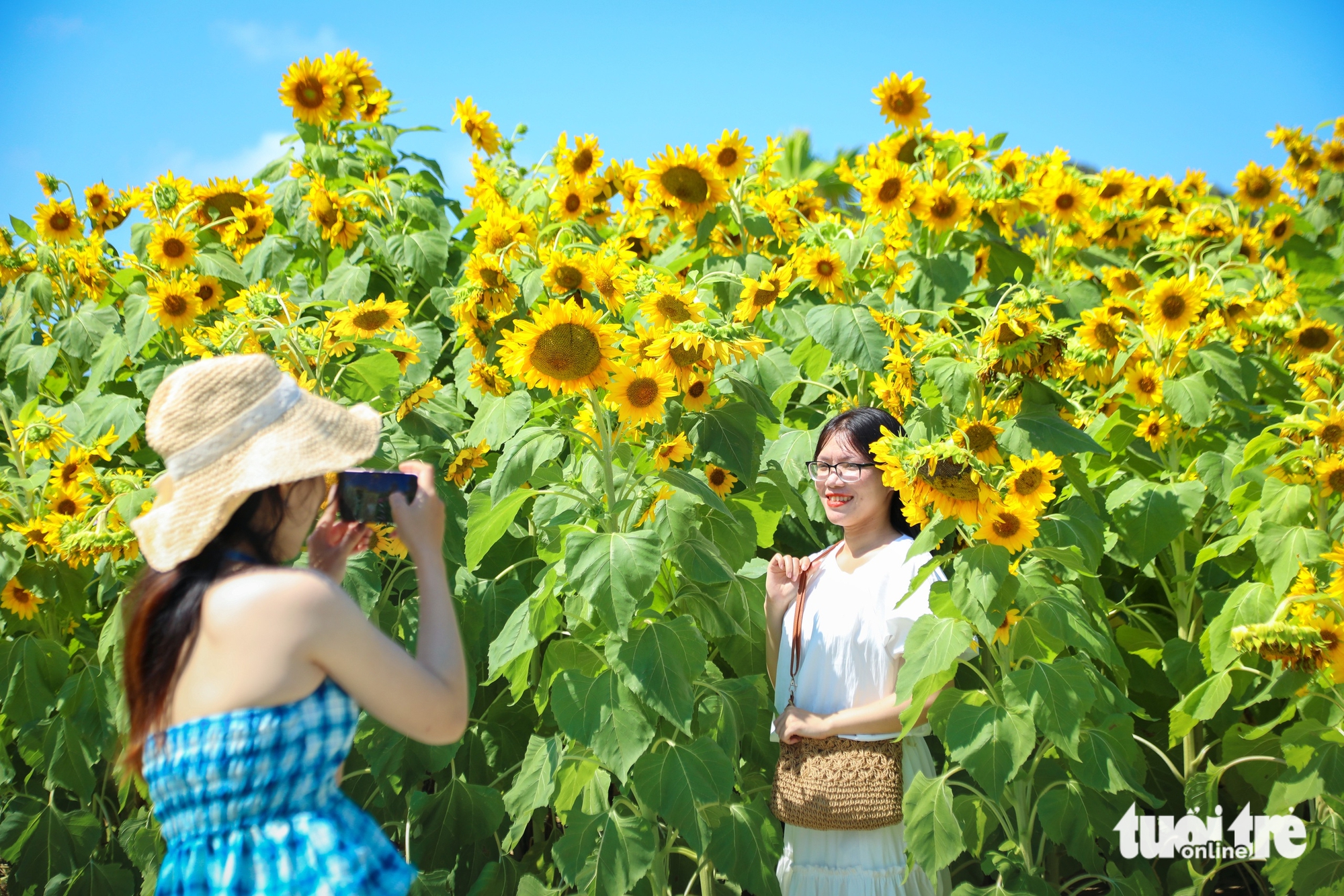 Vườn hướng dương dưới chân núi Ngũ Hành Sơn nở rộ, hút khách tham quan - Ảnh 5.