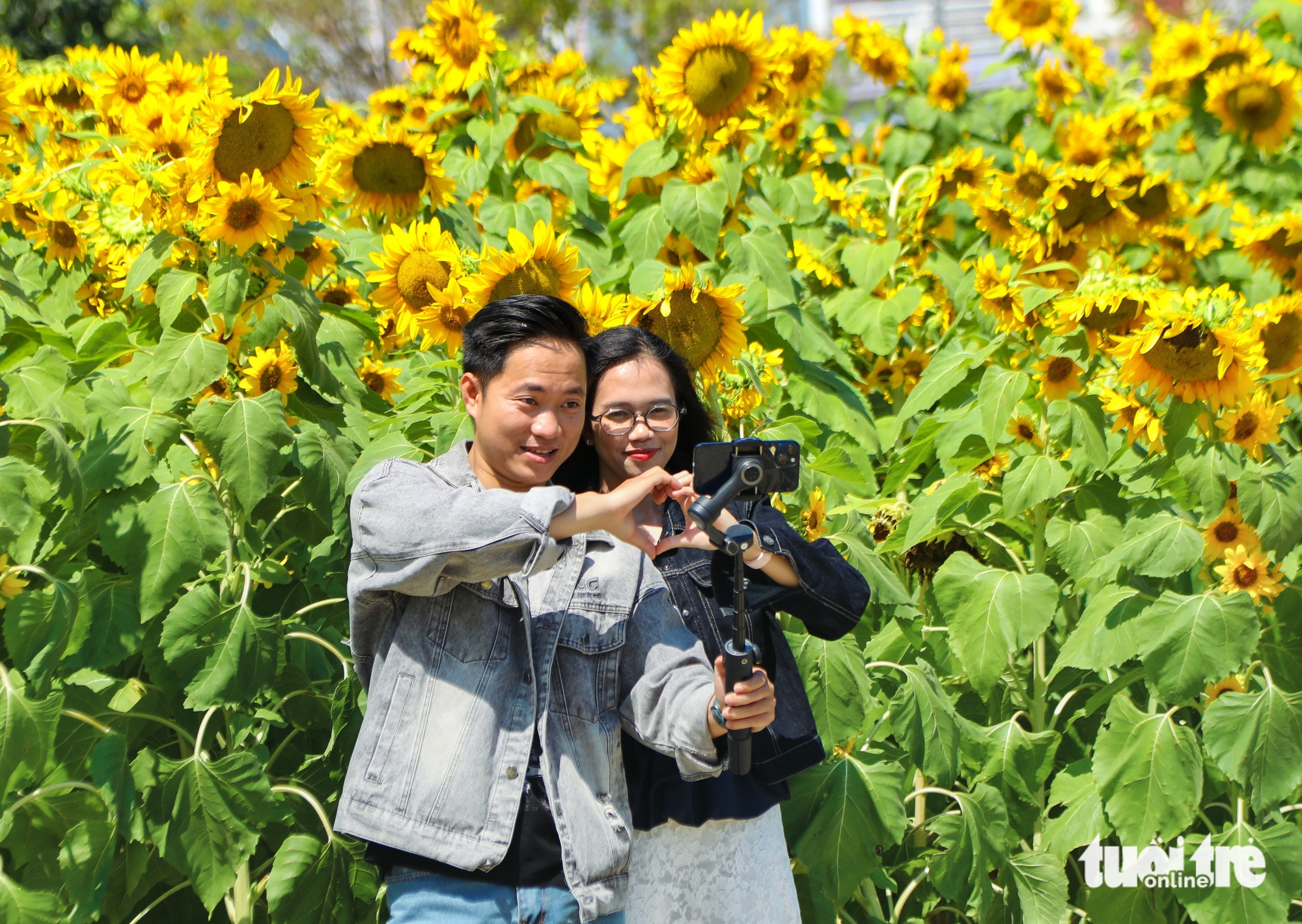 Vườn hướng dương dưới chân núi Ngũ Hành Sơn nở rộ, hút khách tham quan - Ảnh 6.