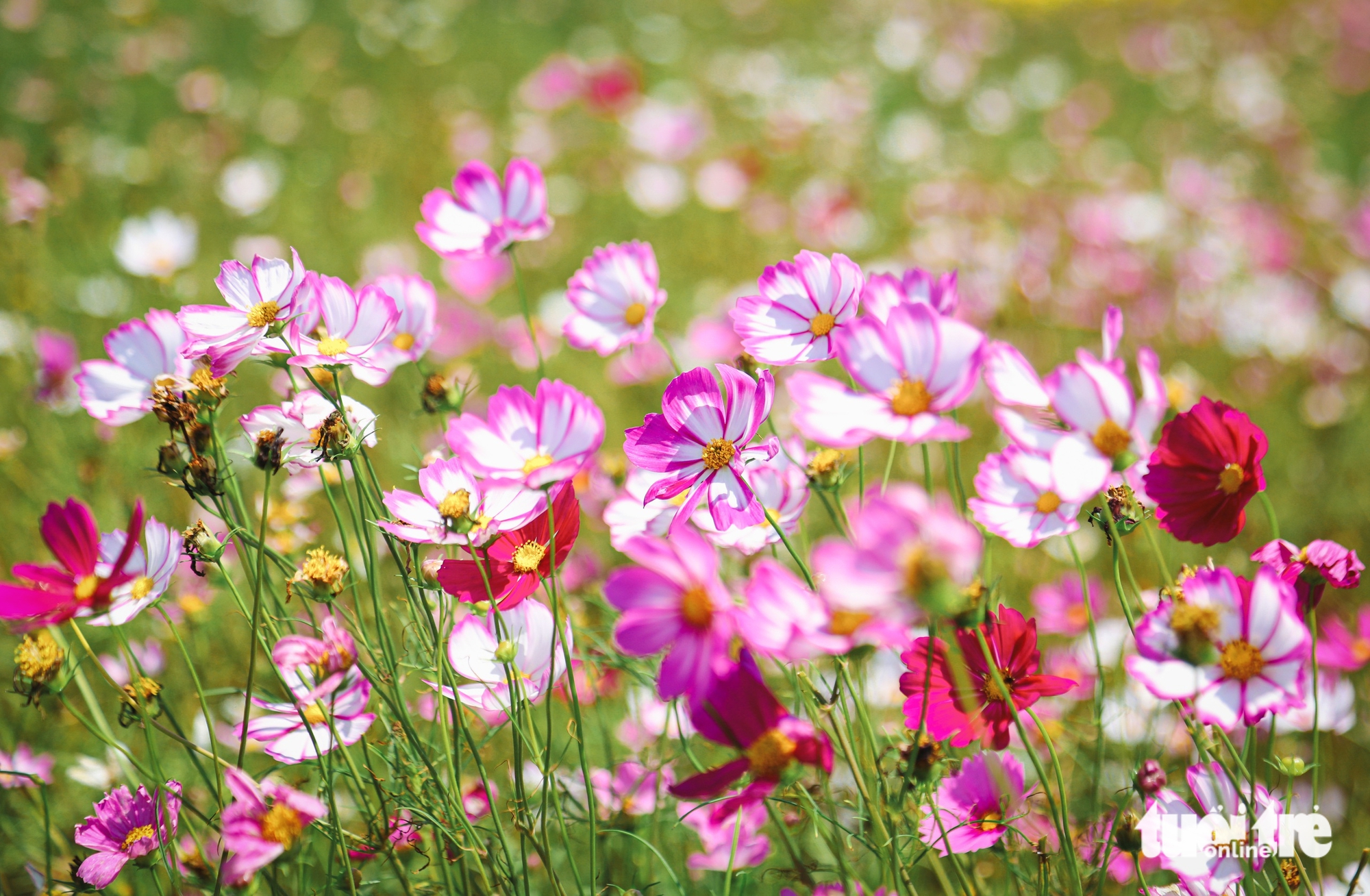 Ngũ Hành Sơn - Ảnh 9.