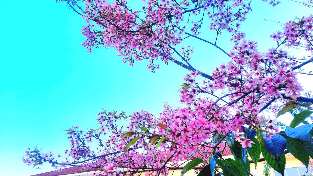 Chậm lại thôi, chậm lại để yêu, chậm lại để nghe hoa mai anh đào đang nở - Ảnh 1.