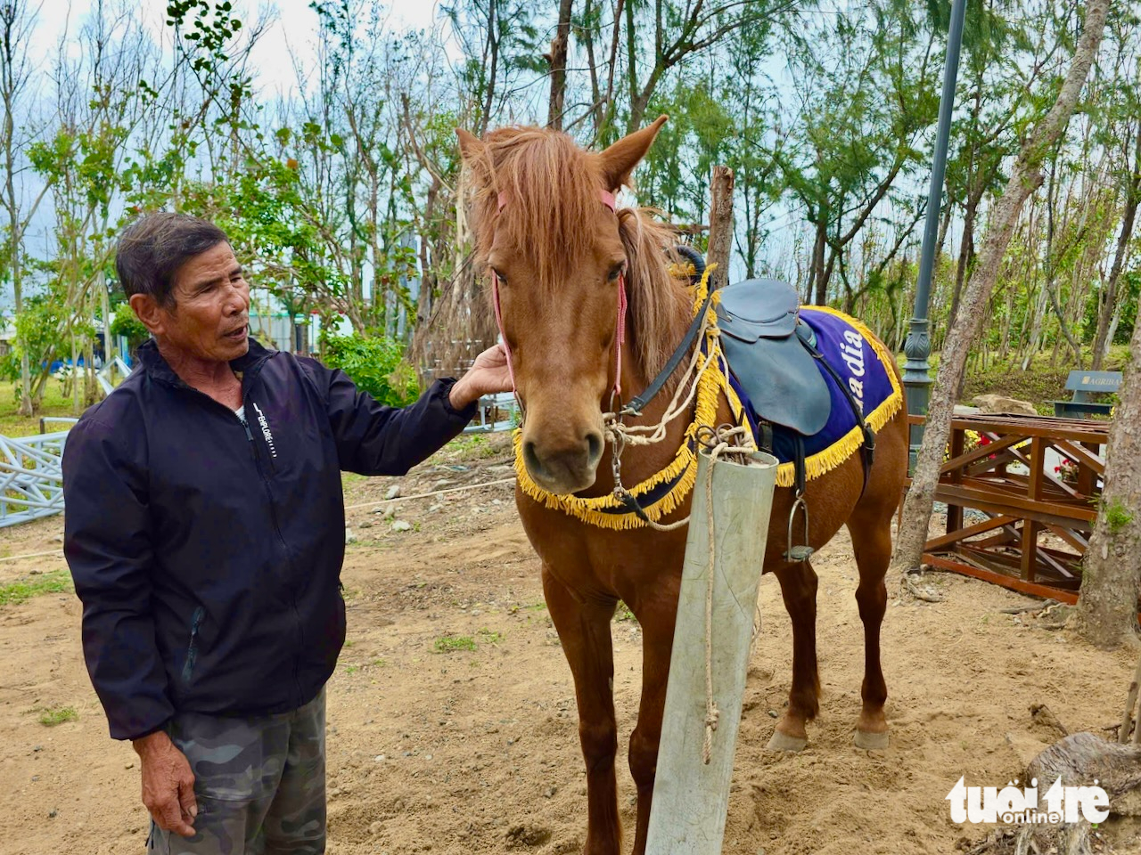 Cách nông dân ‘biến’ ngựa thồ thành ngựa đua - Ảnh 1.