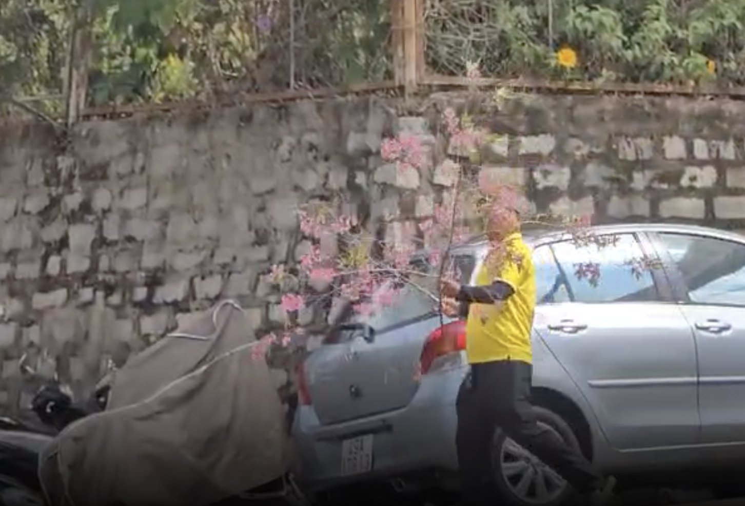 Người đàn ông vào nhà công vụ ở Đà Lạt chặt mai anh đào, chất lên ô tô rời đi - Ảnh 1.