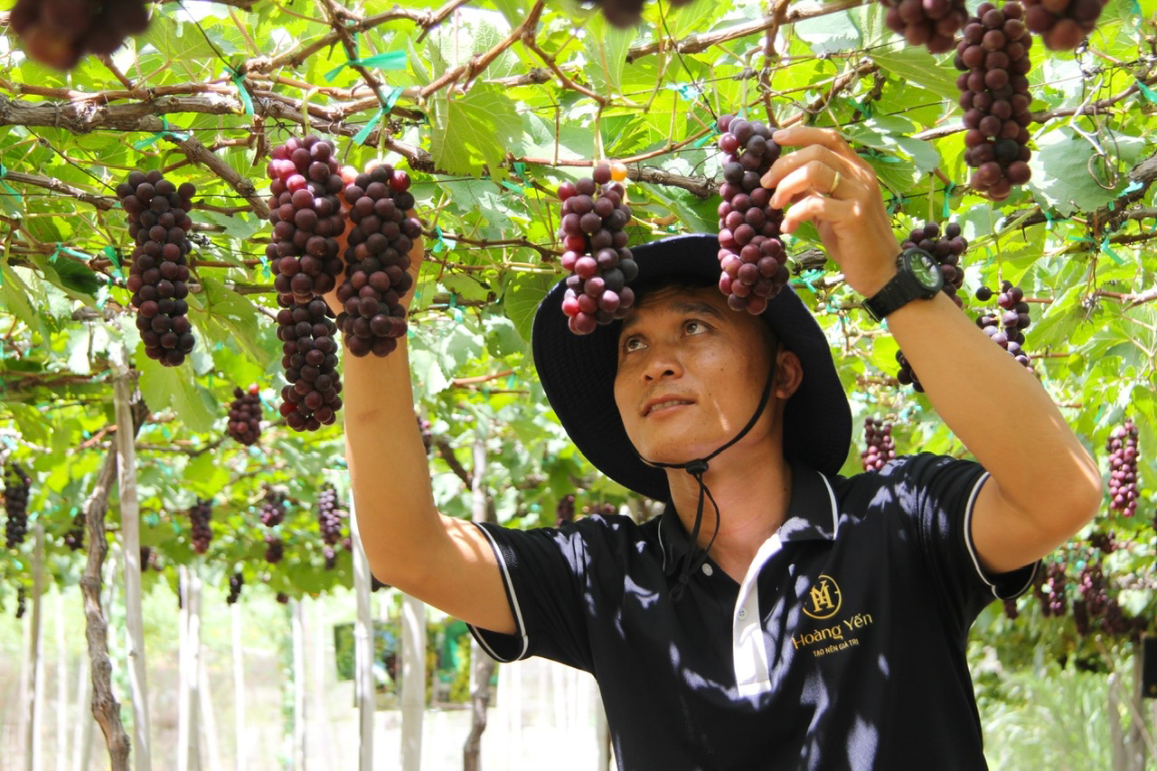 nho ninh thuận - Ảnh 1.