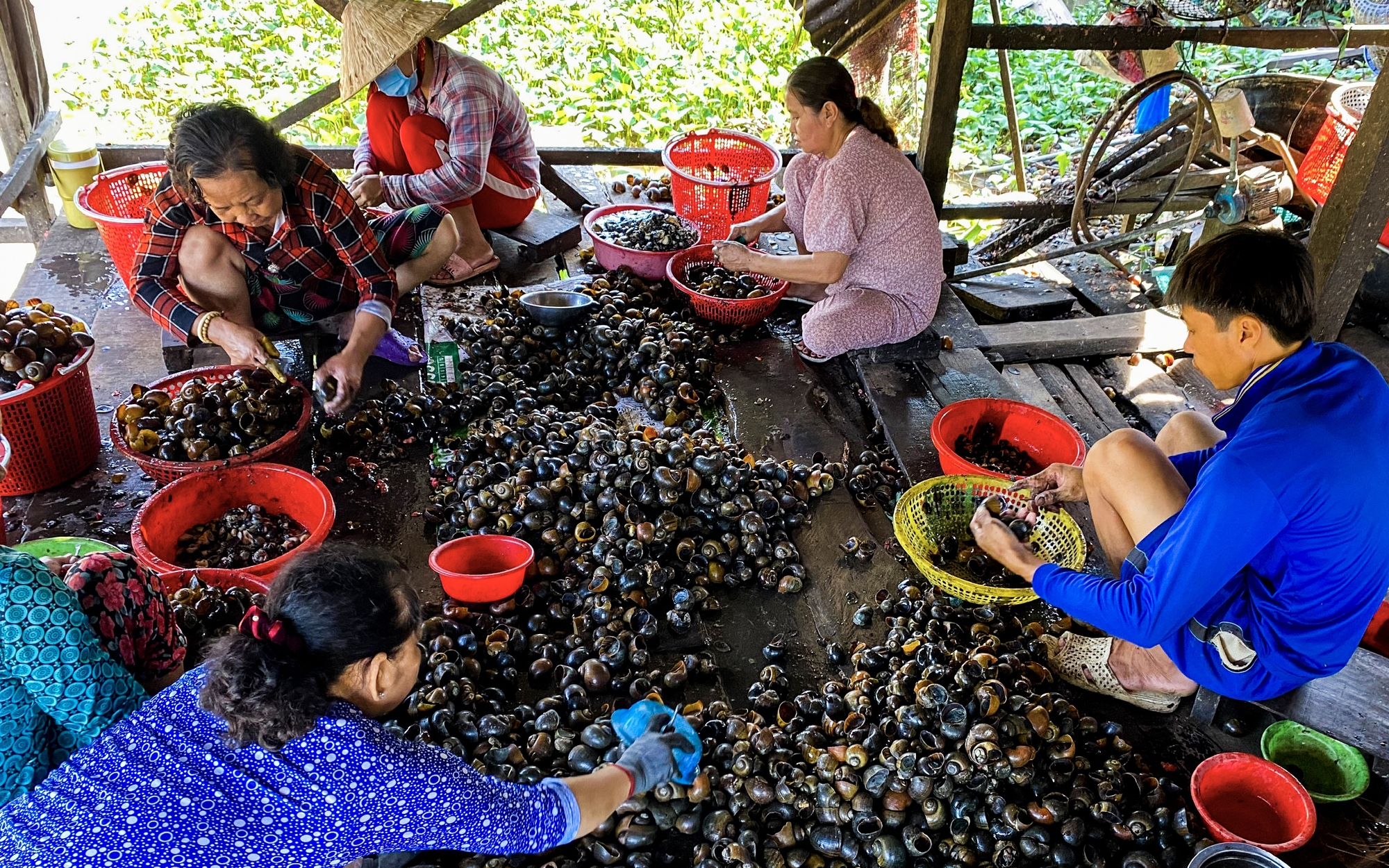 Ốc Bươu Vàng Từ Phá Hoại Thành Đặc Sản: Cảnh Báo An Toàn Và Cách Chế Biến