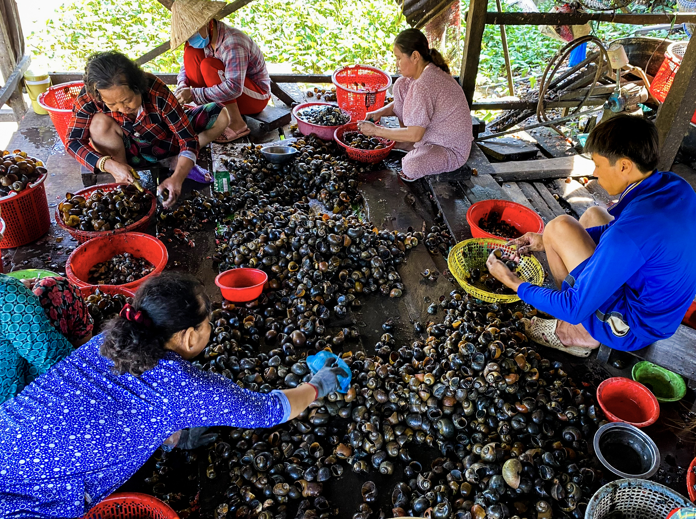 Ốc bươu vàng có nhiều ký sinh trùng, phải chế biến kỹ mới an toàn - Ảnh 1.