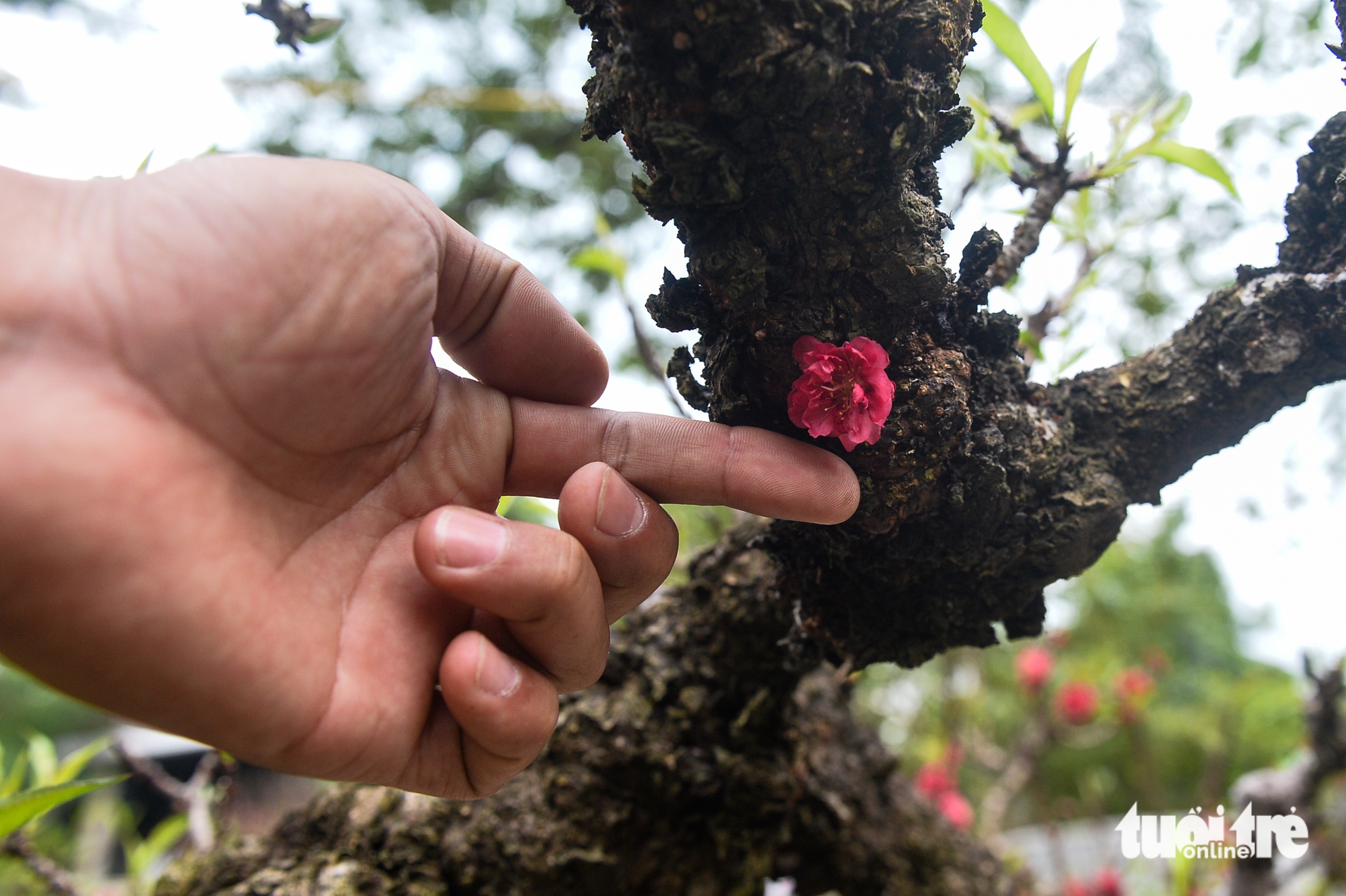 đào nhật tân - Ảnh 10.