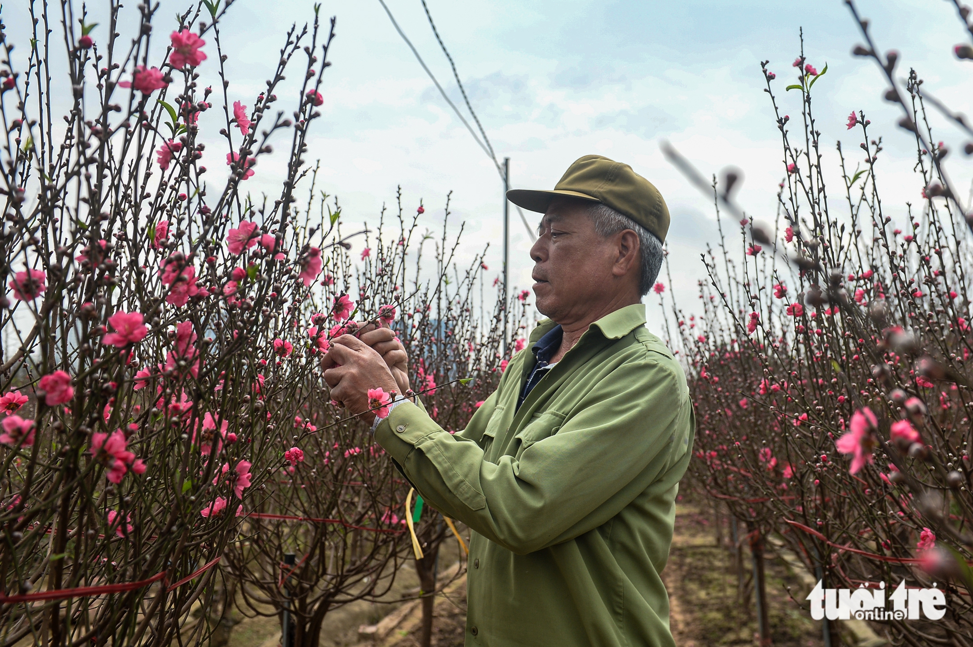 đào nhật tân - Ảnh 4.
