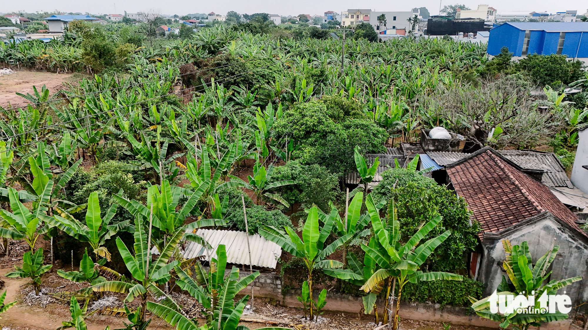 chuối ngự - Ảnh 6.
