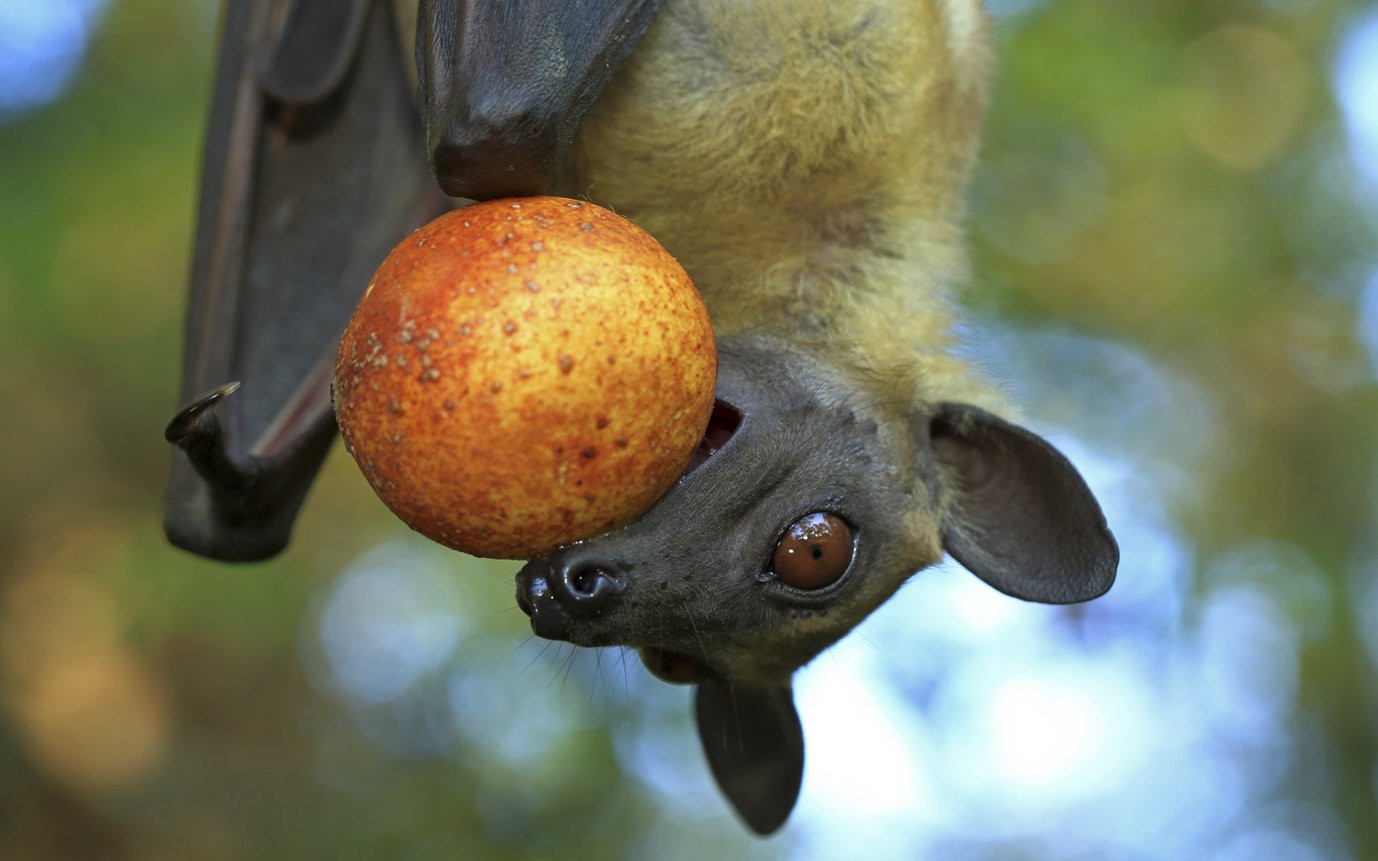 Phụ nữ Bangladesh tử vong vì virus Nipah, WHO cảnh báo nguy cơ lây nhiễm từ dơi