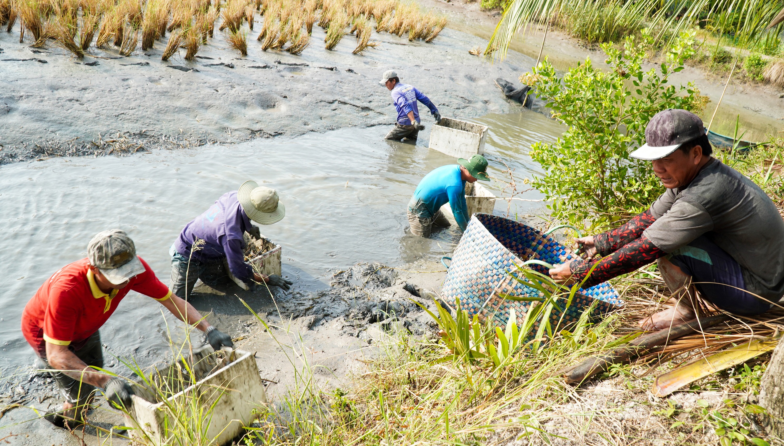tôm càng xanh - Ảnh 1.
