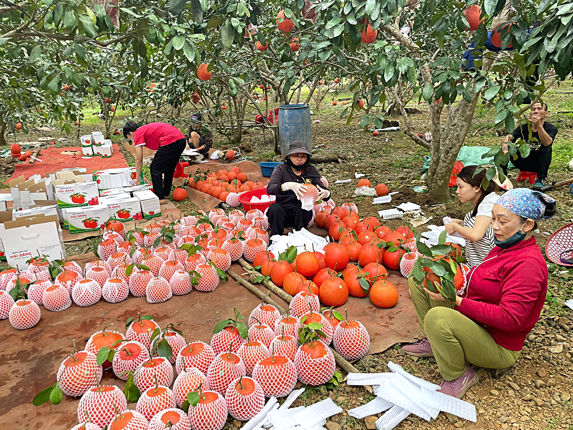 sản vật - Ảnh 1.