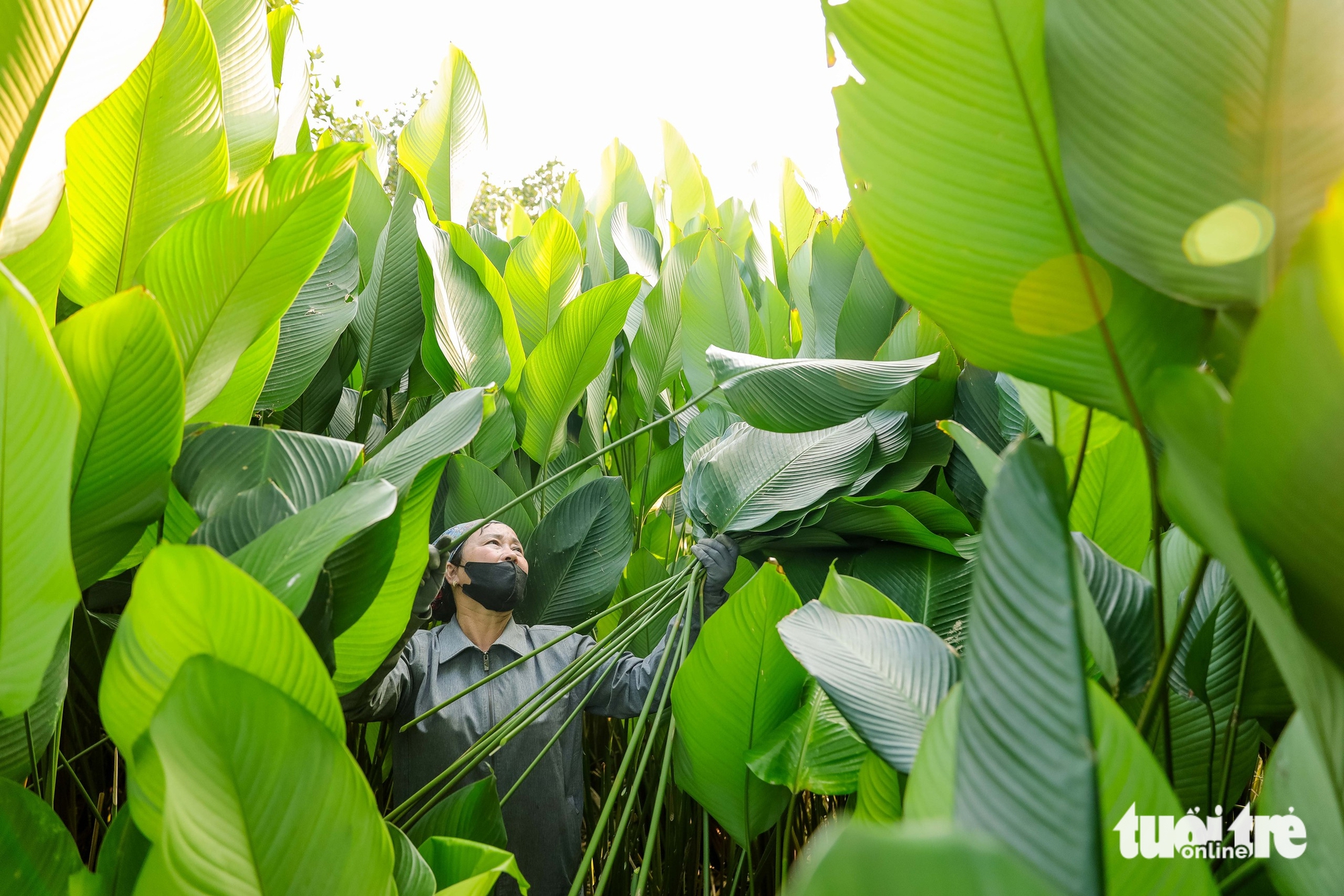 In Hanoi’s Trang Cat Village, ‘dong’ leaf harvest marks start of Tet season- Ảnh 1.