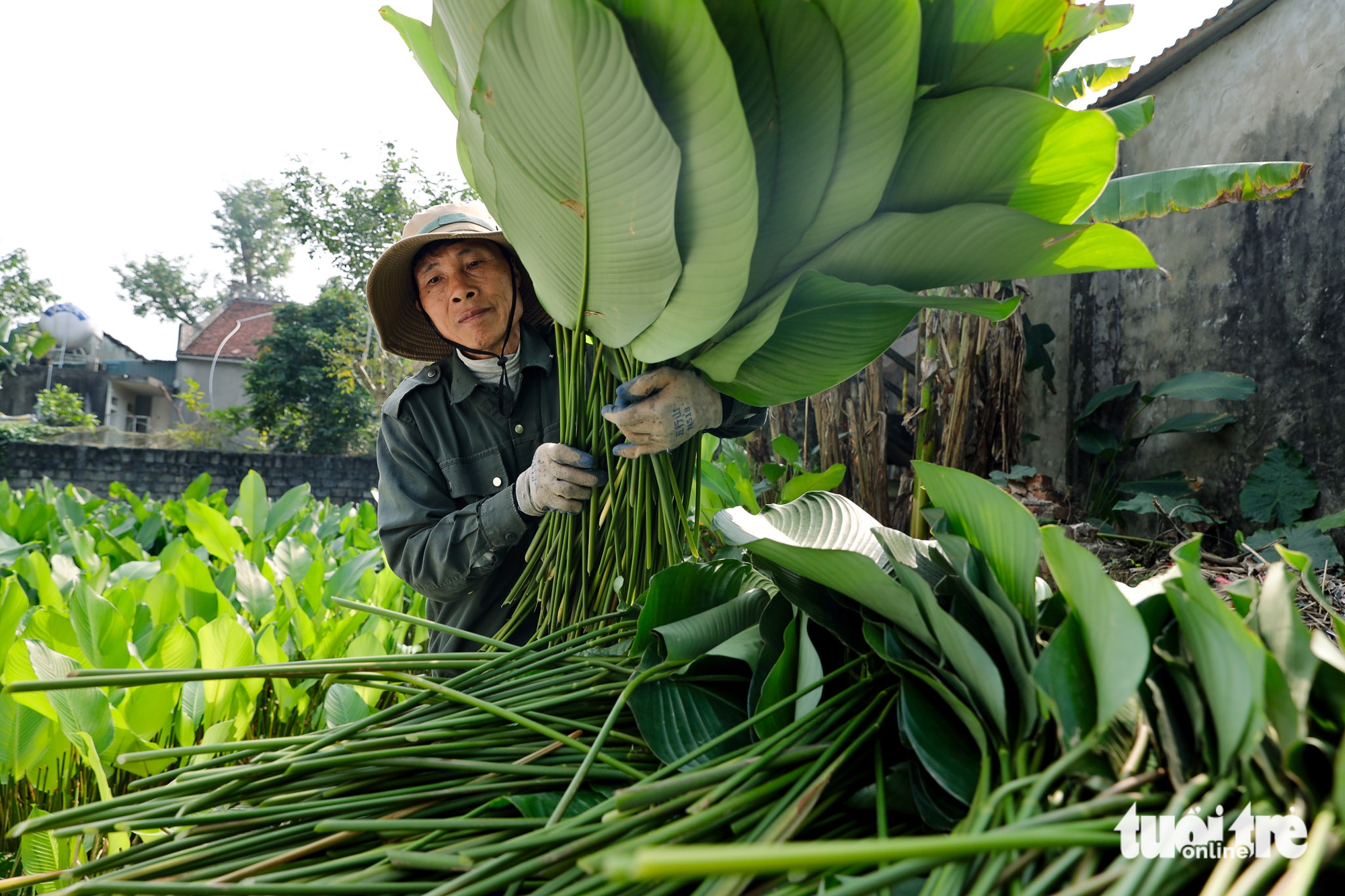 In Hanoi’s Trang Cat Village, ‘dong’ leaf harvest marks start of Tet season- Ảnh 4.