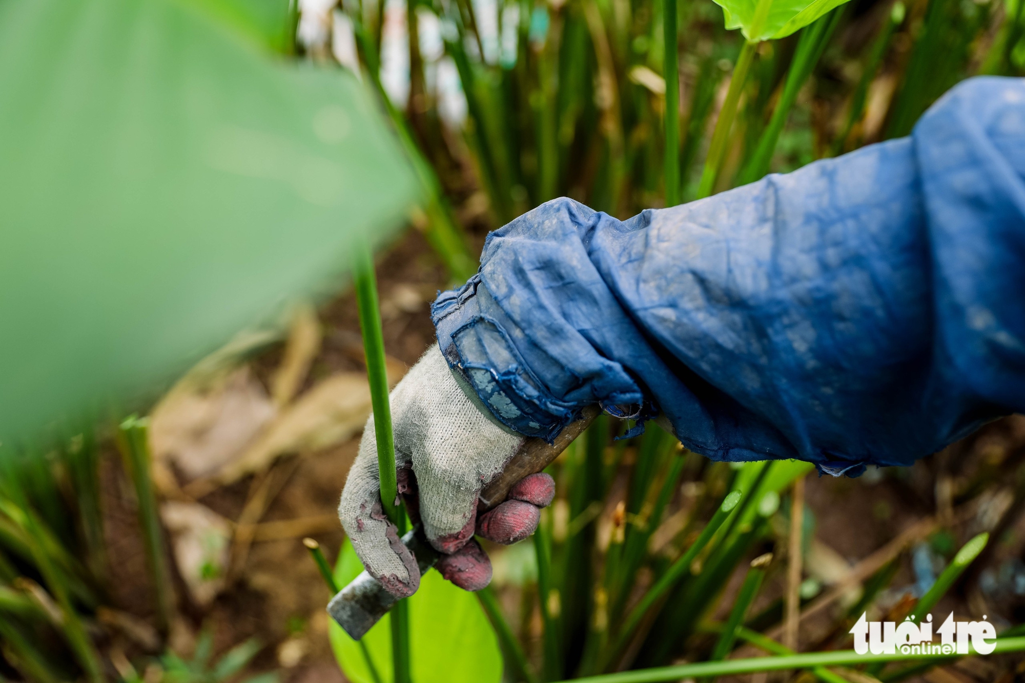 In Hanoi’s Trang Cat Village, ‘dong’ leaf harvest marks start of Tet season- Ảnh 10.