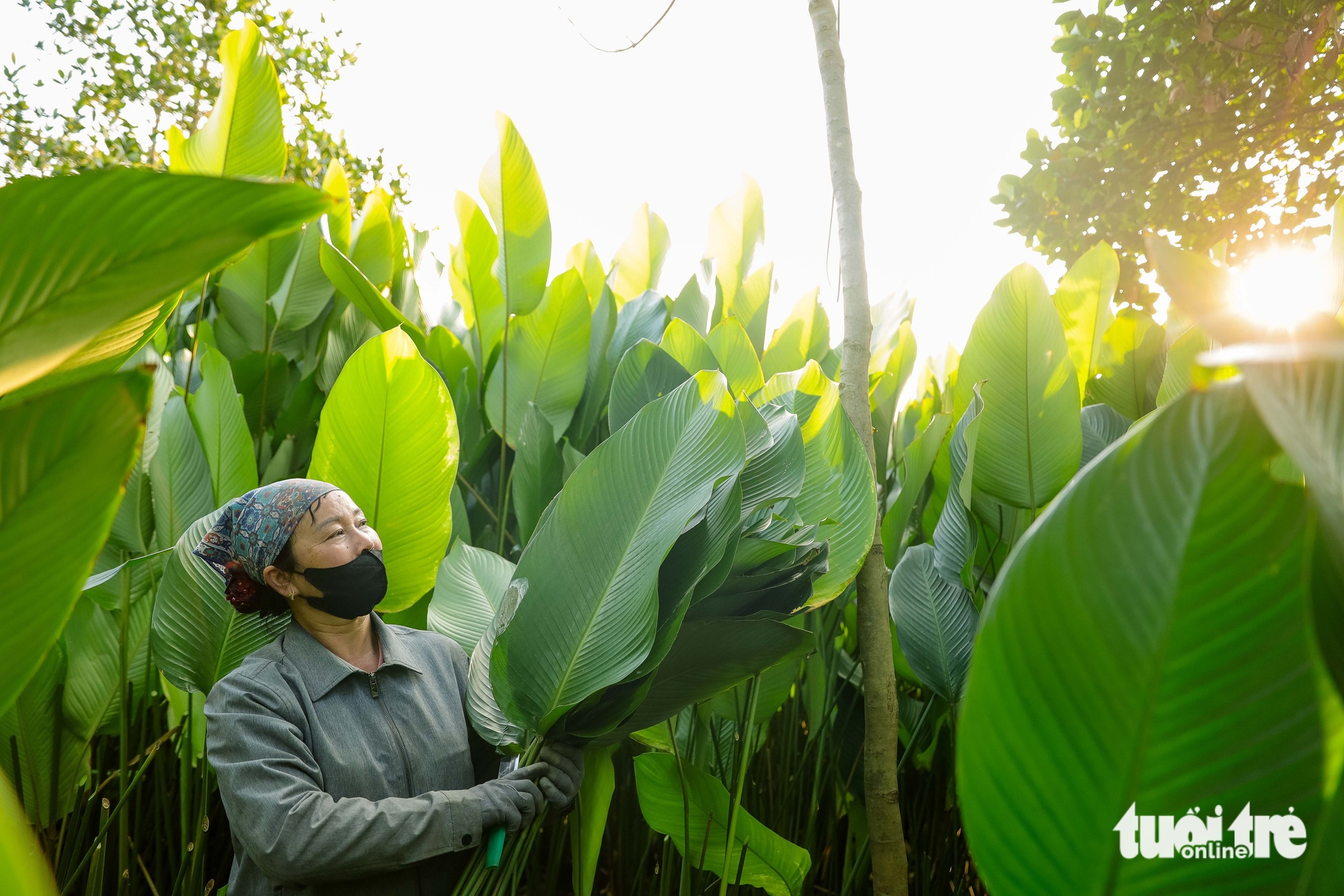 In Hanoi’s Trang Cat Village, ‘dong’ leaf harvest marks start of Tet season- Ảnh 2.