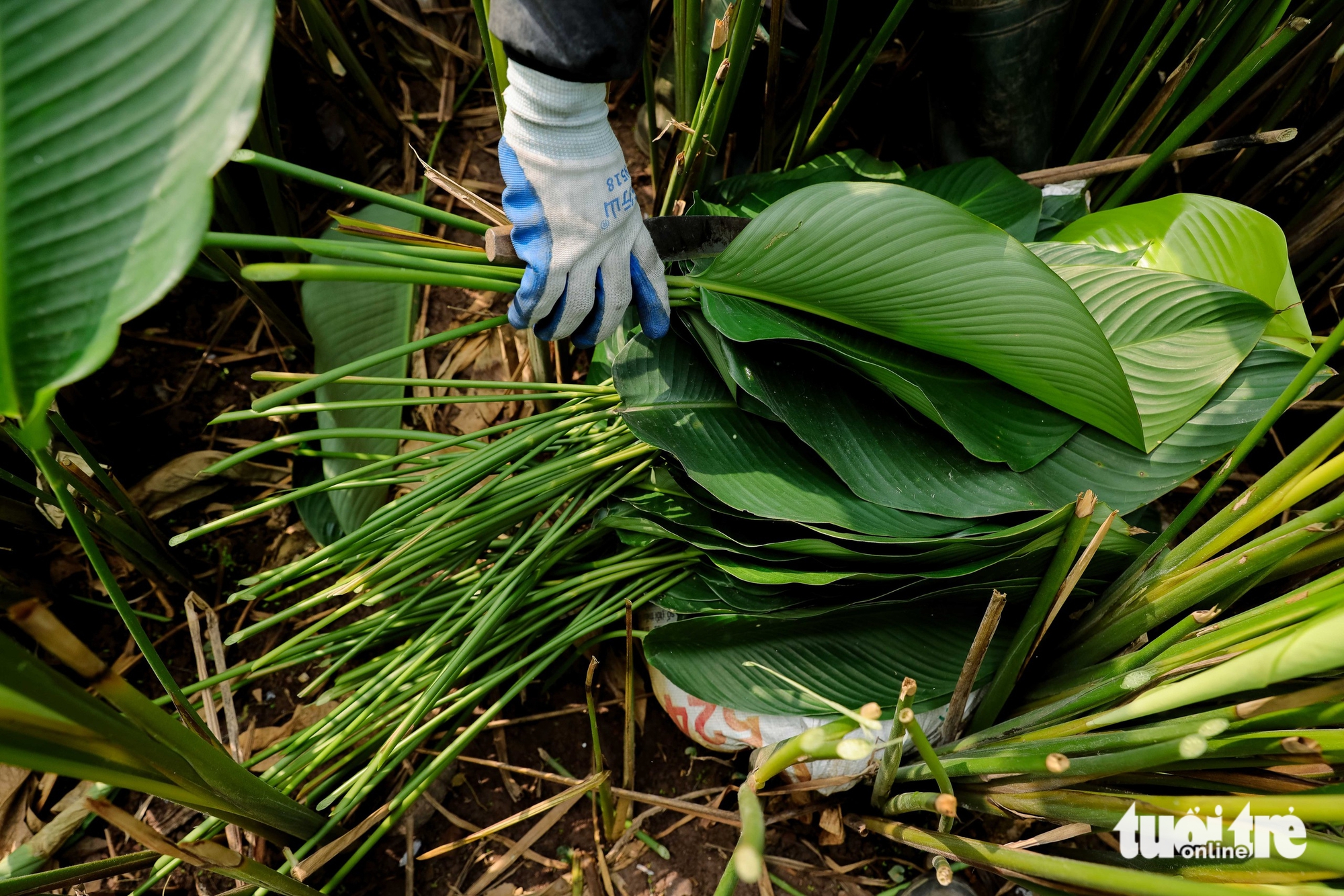 In Hanoi’s Trang Cat Village, ‘dong’ leaf harvest marks start of Tet season- Ảnh 5.
