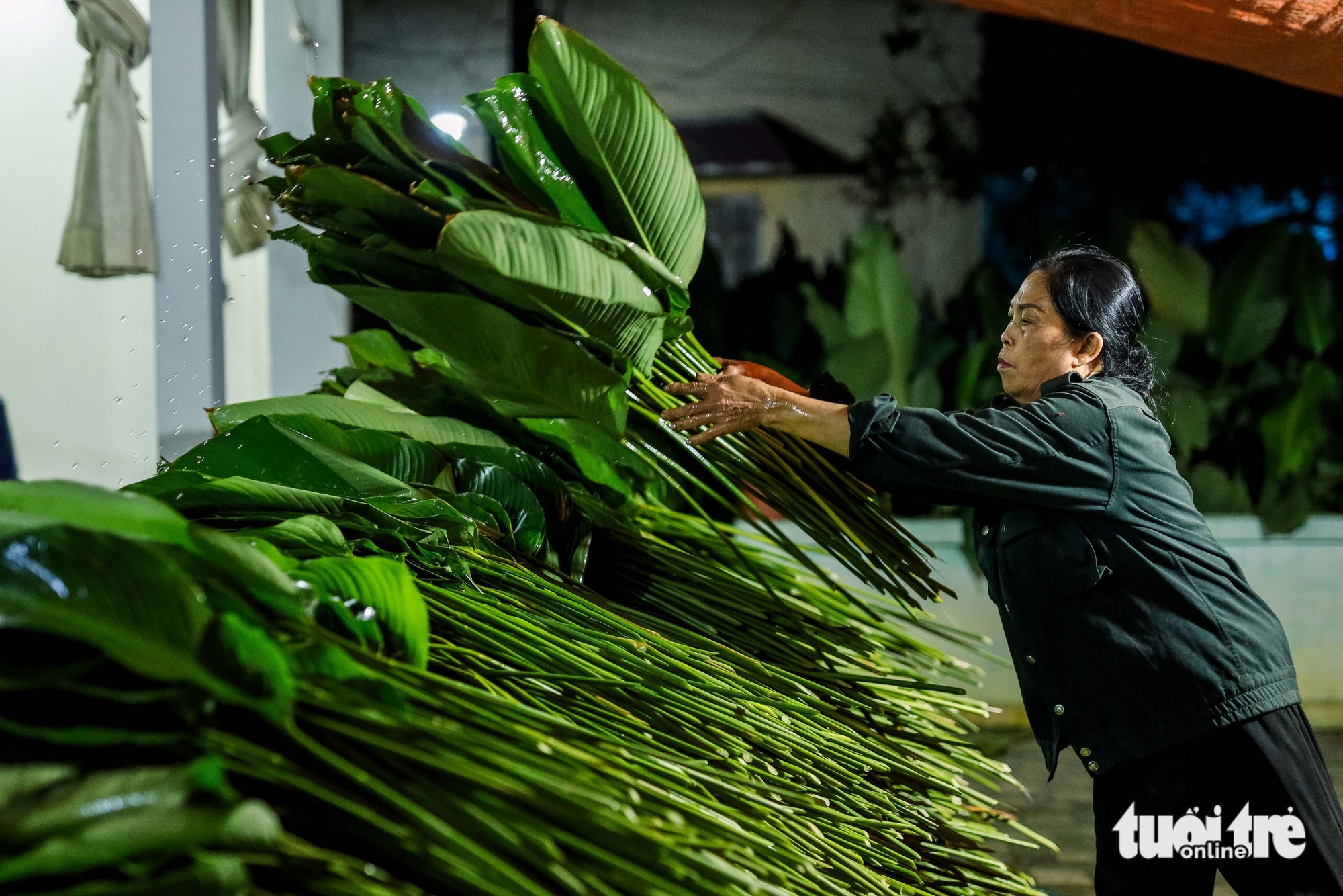In Hanoi’s Trang Cat Village, ‘dong’ leaf harvest marks start of Tet season- Ảnh 11.