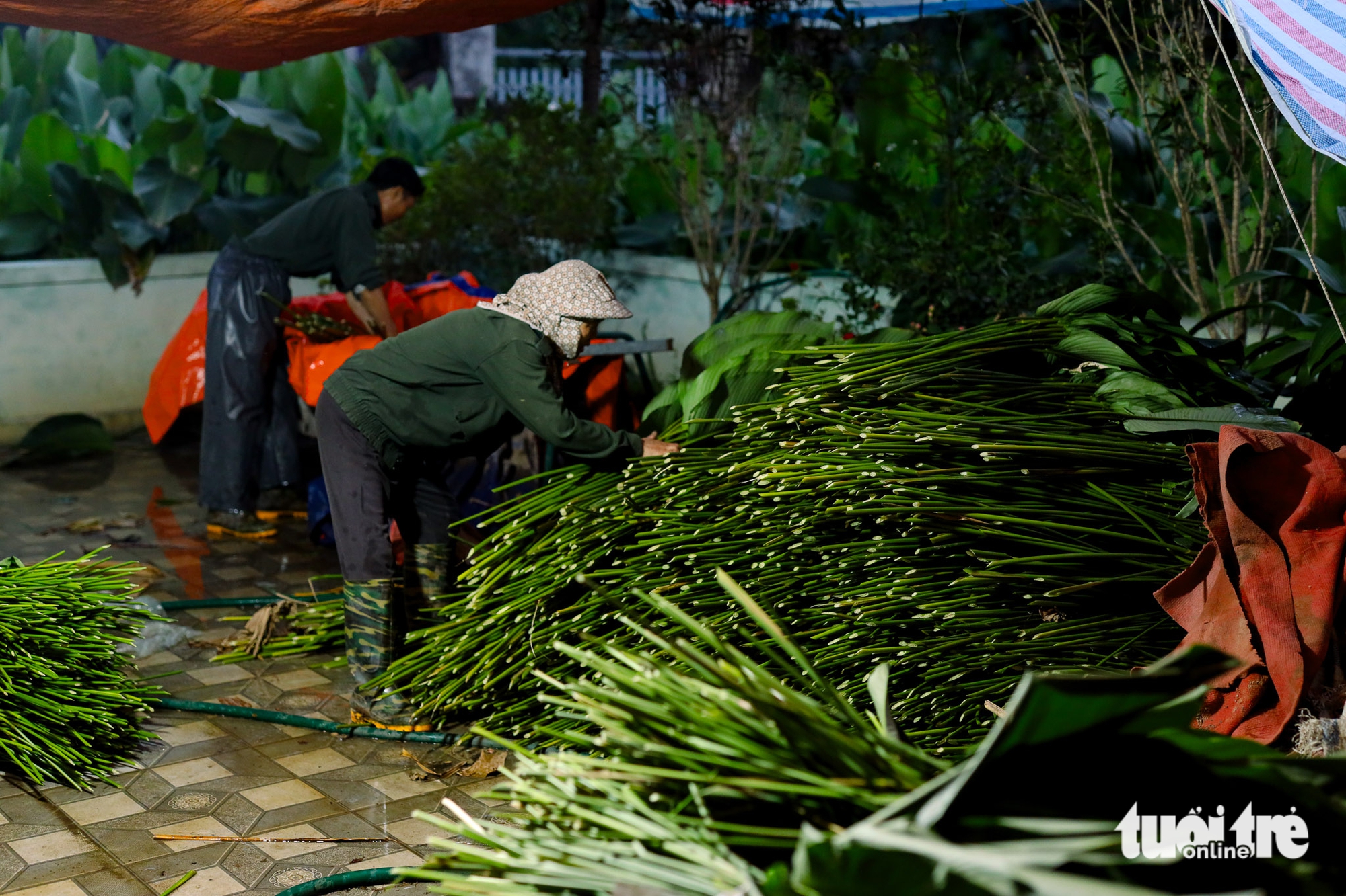In Hanoi’s Trang Cat Village, ‘dong’ leaf harvest marks start of Tet season- Ảnh 9.