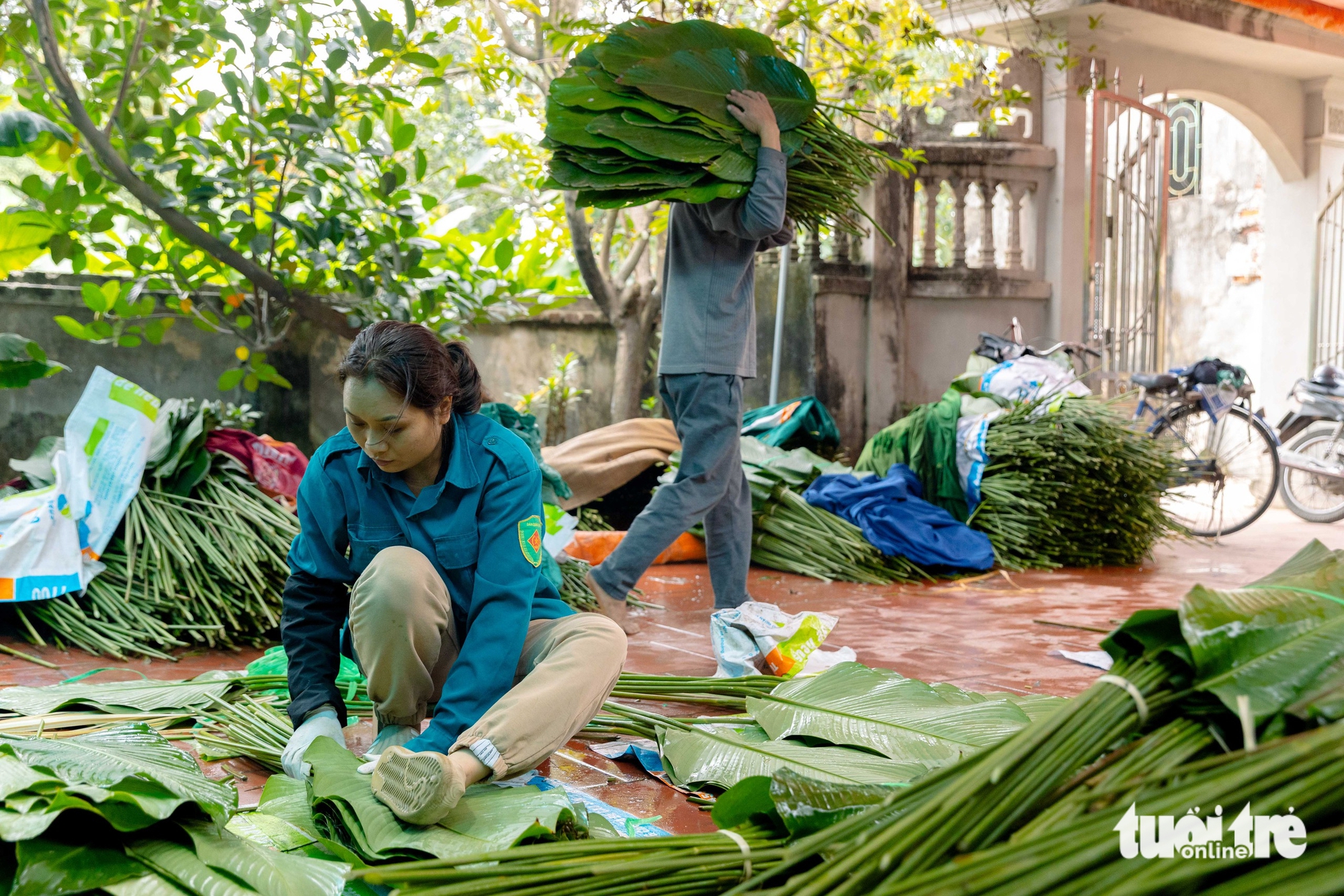 In Hanoi’s Trang Cat Village, ‘dong’ leaf harvest marks start of Tet season- Ảnh 12.