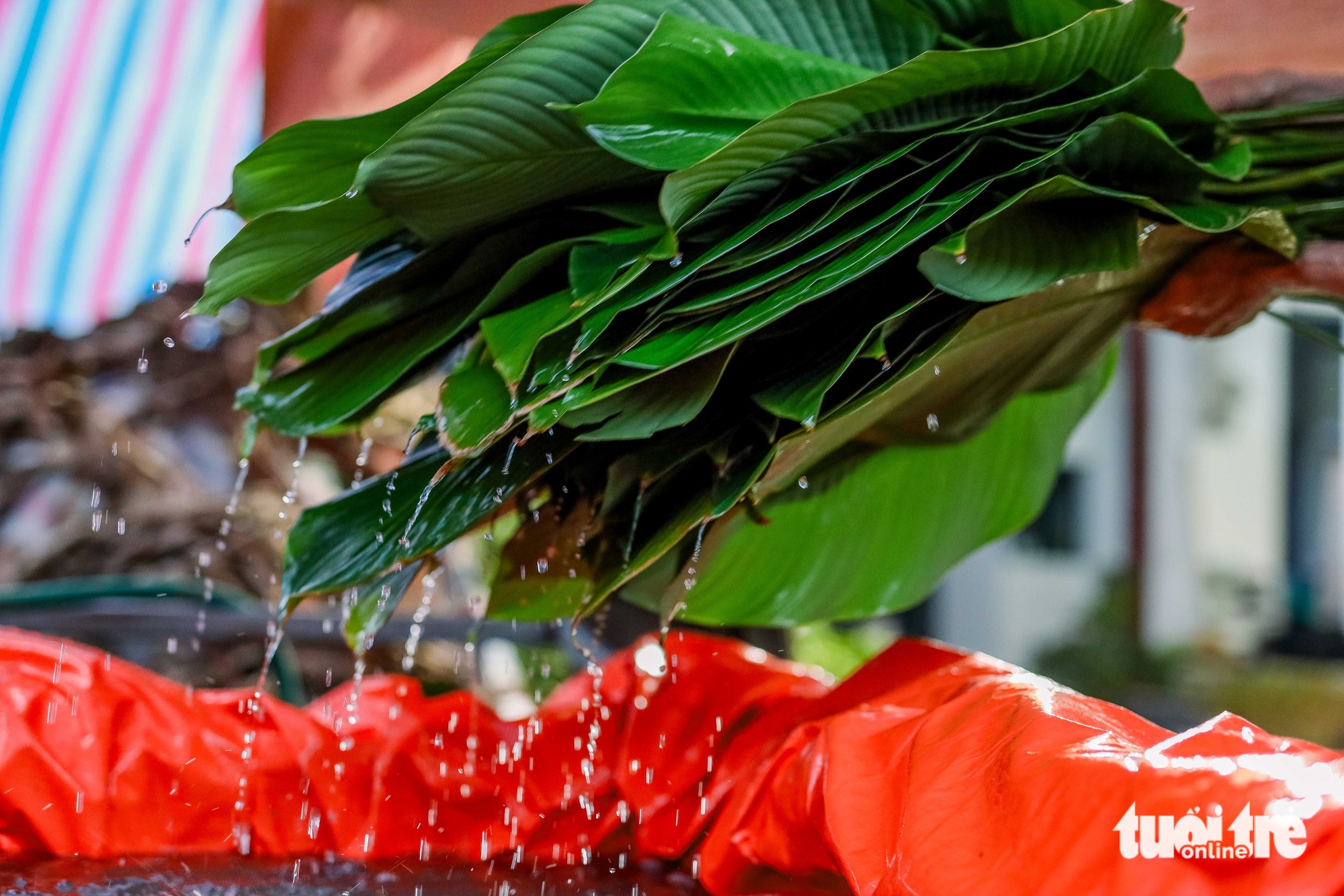 In Hanoi’s Trang Cat Village, ‘dong’ leaf harvest marks start of Tet season- Ảnh 6.