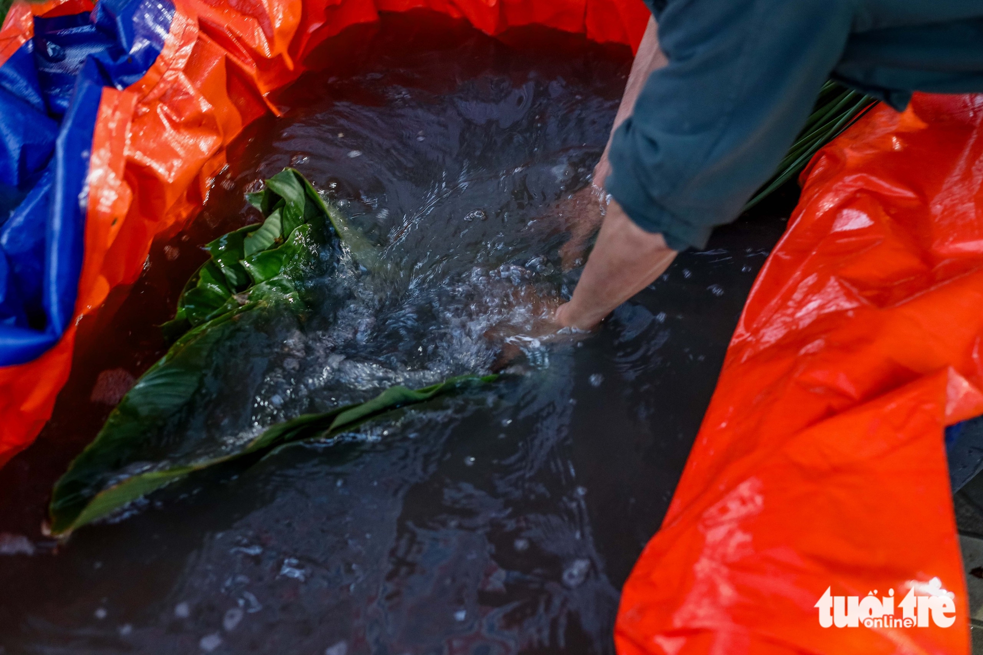 In Hanoi’s Trang Cat Village, ‘dong’ leaf harvest marks start of Tet season- Ảnh 7.