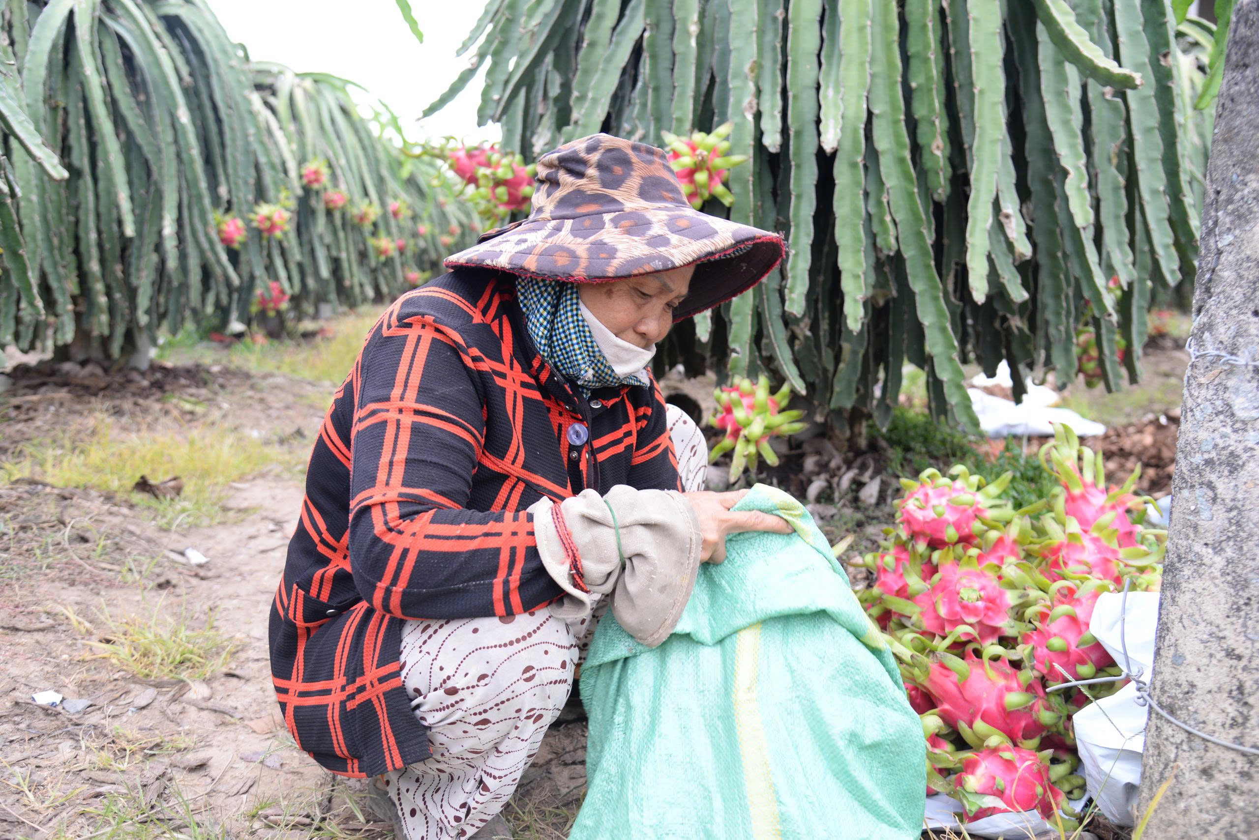 Thanh long nghịch vụ ở Đồng Tháp rớt giá cận Tết, nhà vườn buồn hiu - Ảnh 1.