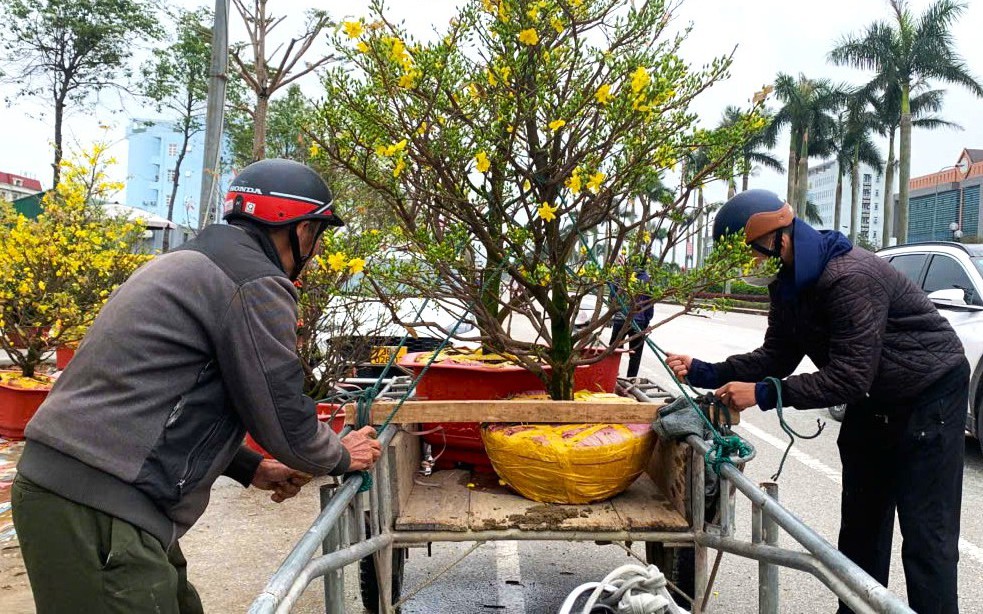 Hà Tĩnh Sôi Động Với Nghề Chở Thuê Cây Cảnh Dịp Tết, Thu Nhập Tiền Triệu