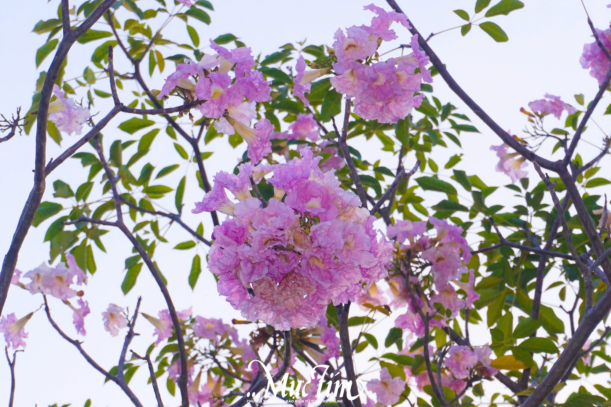 Góc trời hoa kèn hồng ‘hot rần rần’ mạng xã hội thu hút bạn trẻ check-in- Ảnh 2.