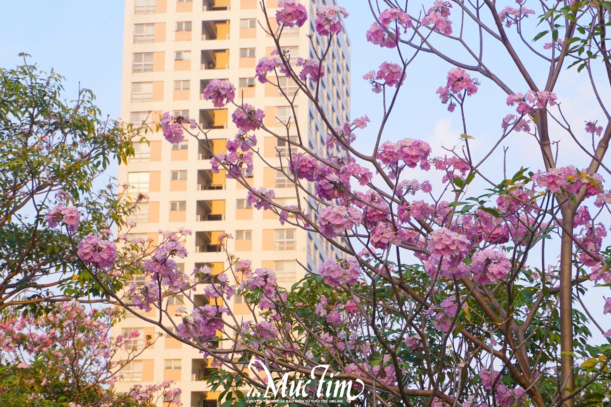 Góc trời hoa kèn hồng ‘hot rần rần’ mạng xã hội thu hút bạn trẻ check-in- Ảnh 3.