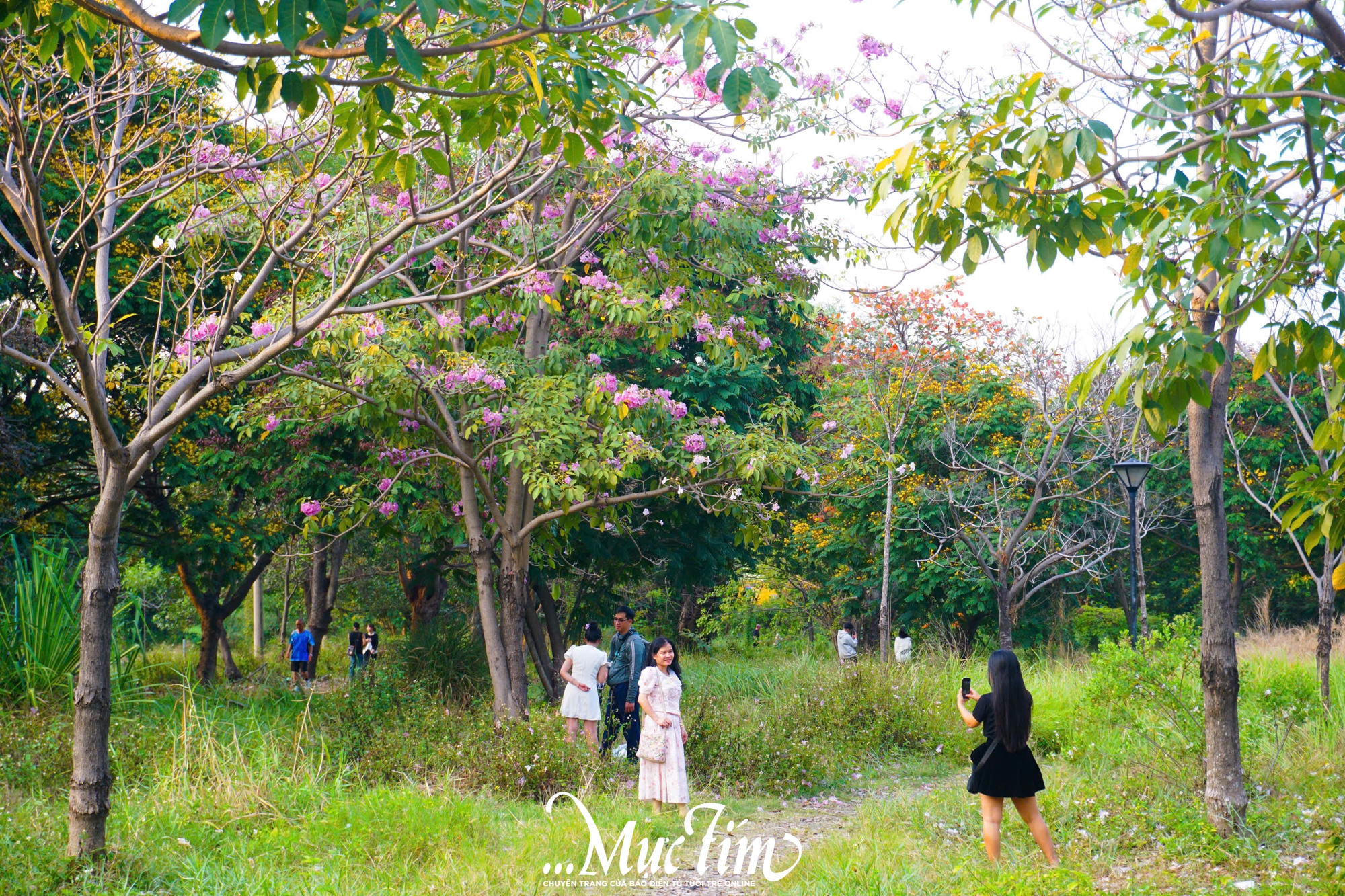 Góc trời hoa kèn hồng ‘hot rần rần’ mạng xã hội thu hút bạn trẻ check-in- Ảnh 4.