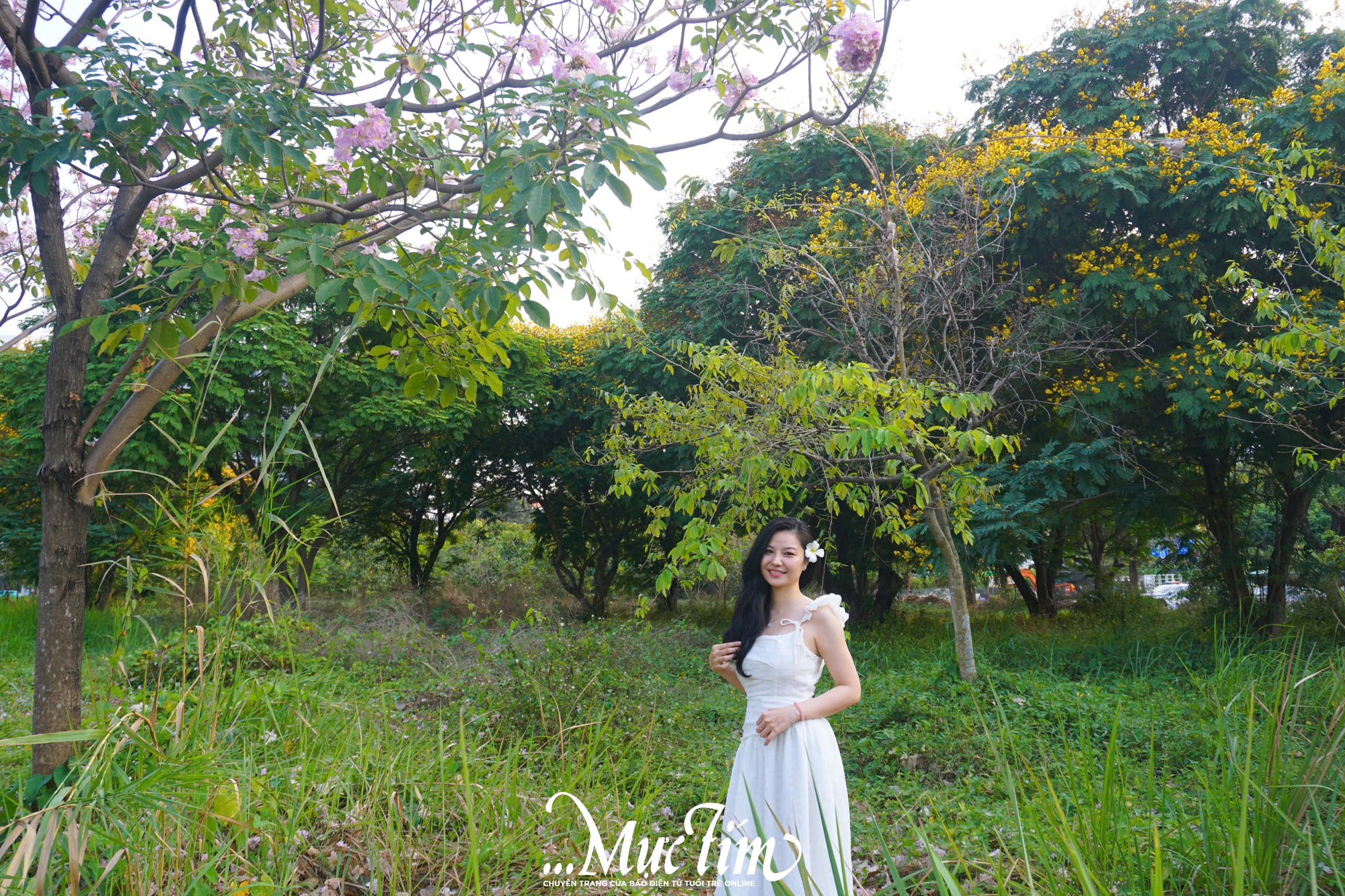 Góc trời hoa kèn hồng ‘hot rần rần’ mạng xã hội thu hút bạn trẻ check-in- Ảnh 5.