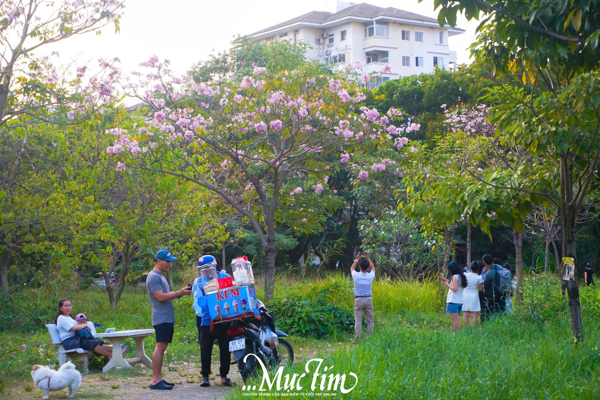 Góc trời hoa kèn hồng ‘hot rần rần’ mạng xã hội thu hút bạn trẻ check-in- Ảnh 6.